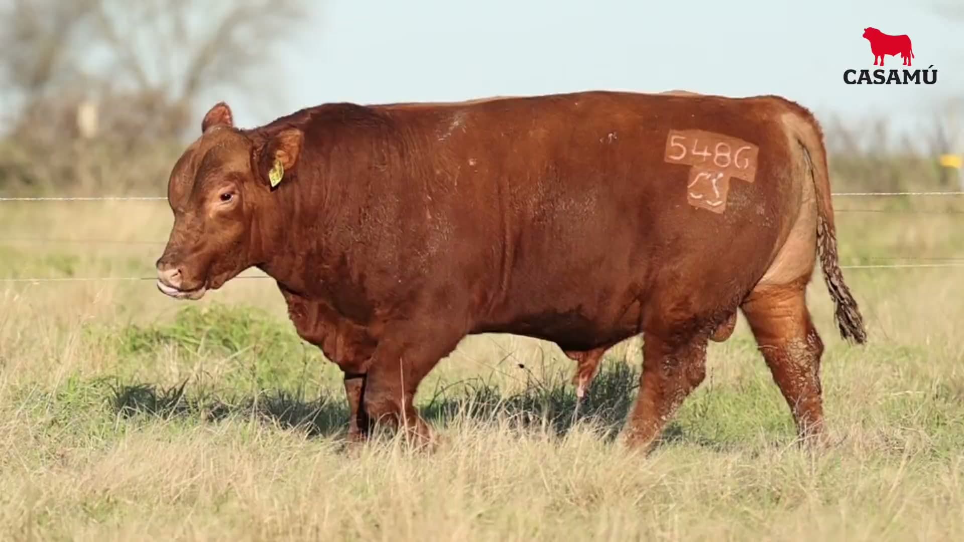 Toro RP 5486 · Lote 13