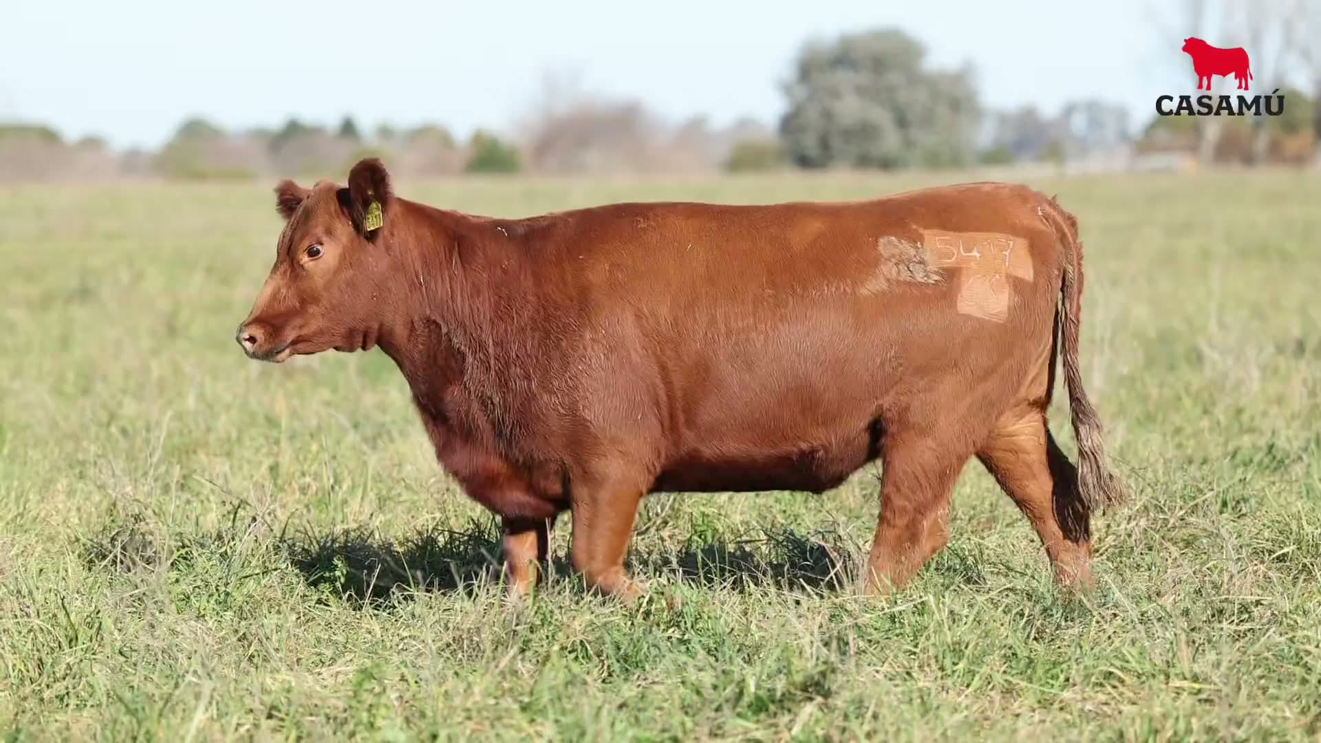 Vaquillona RP 5417 · Lote 51