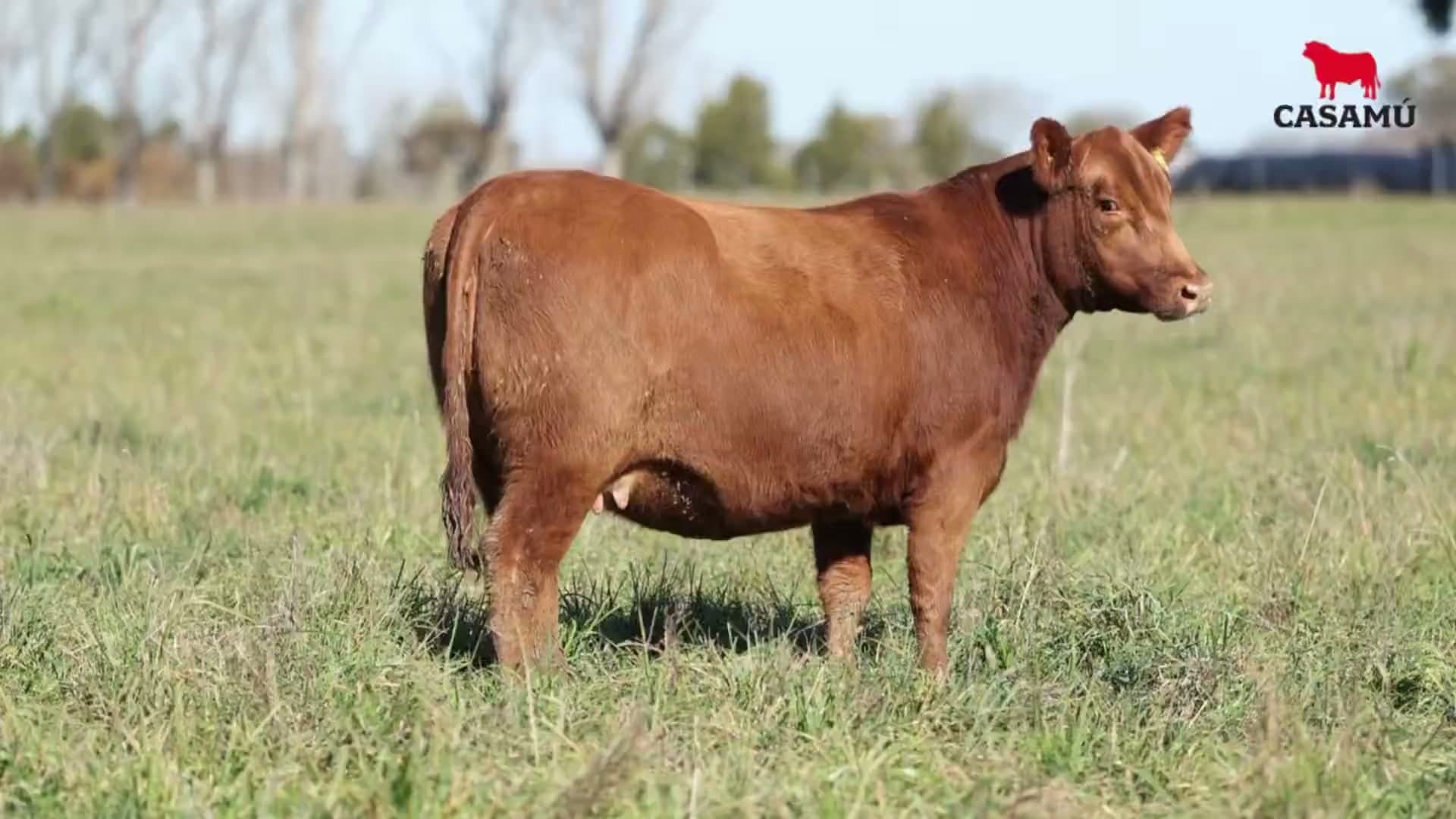 Vaquillona RP 5235 · Lote 60