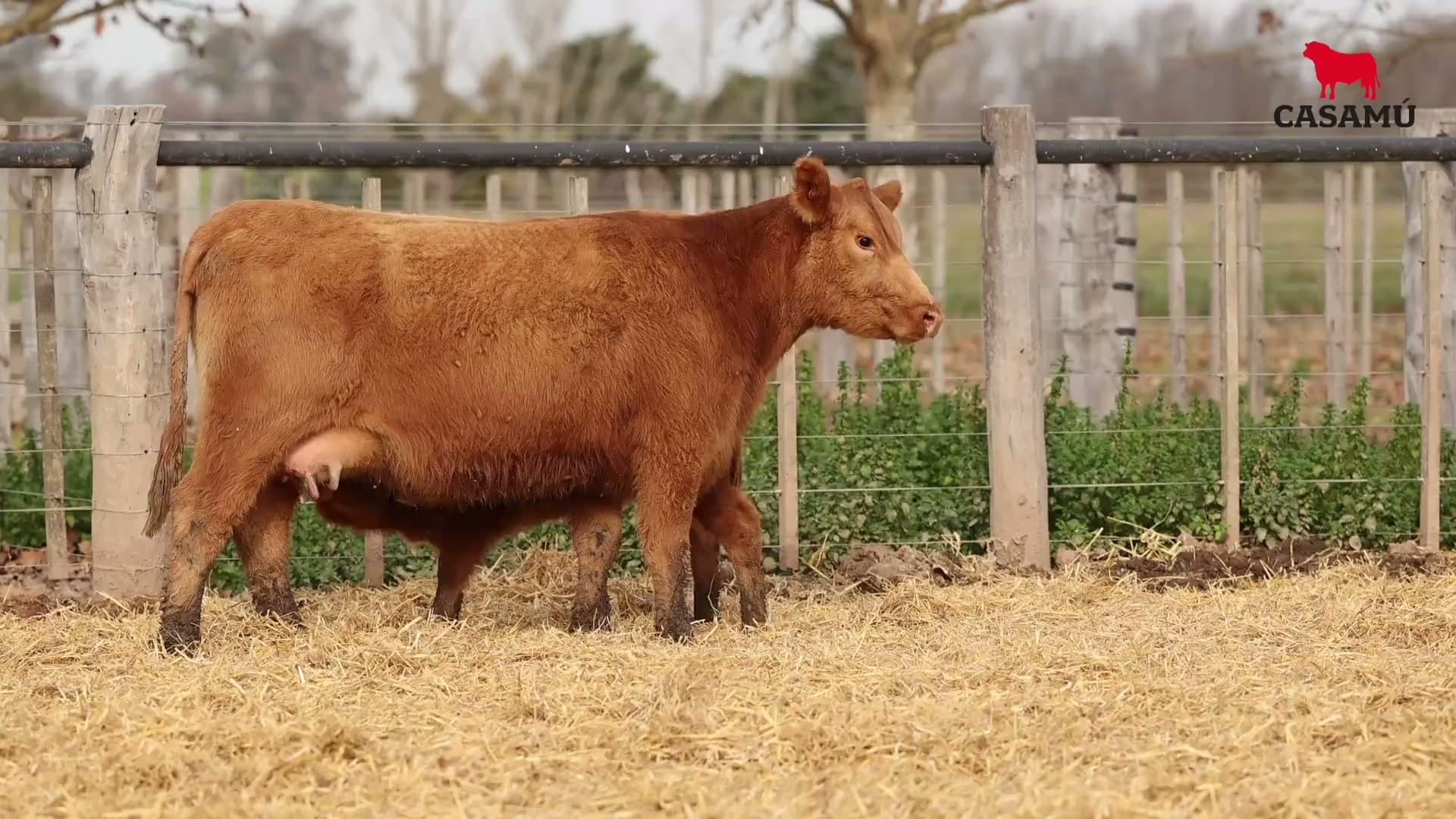 Vaca RP G489 · Lote 73