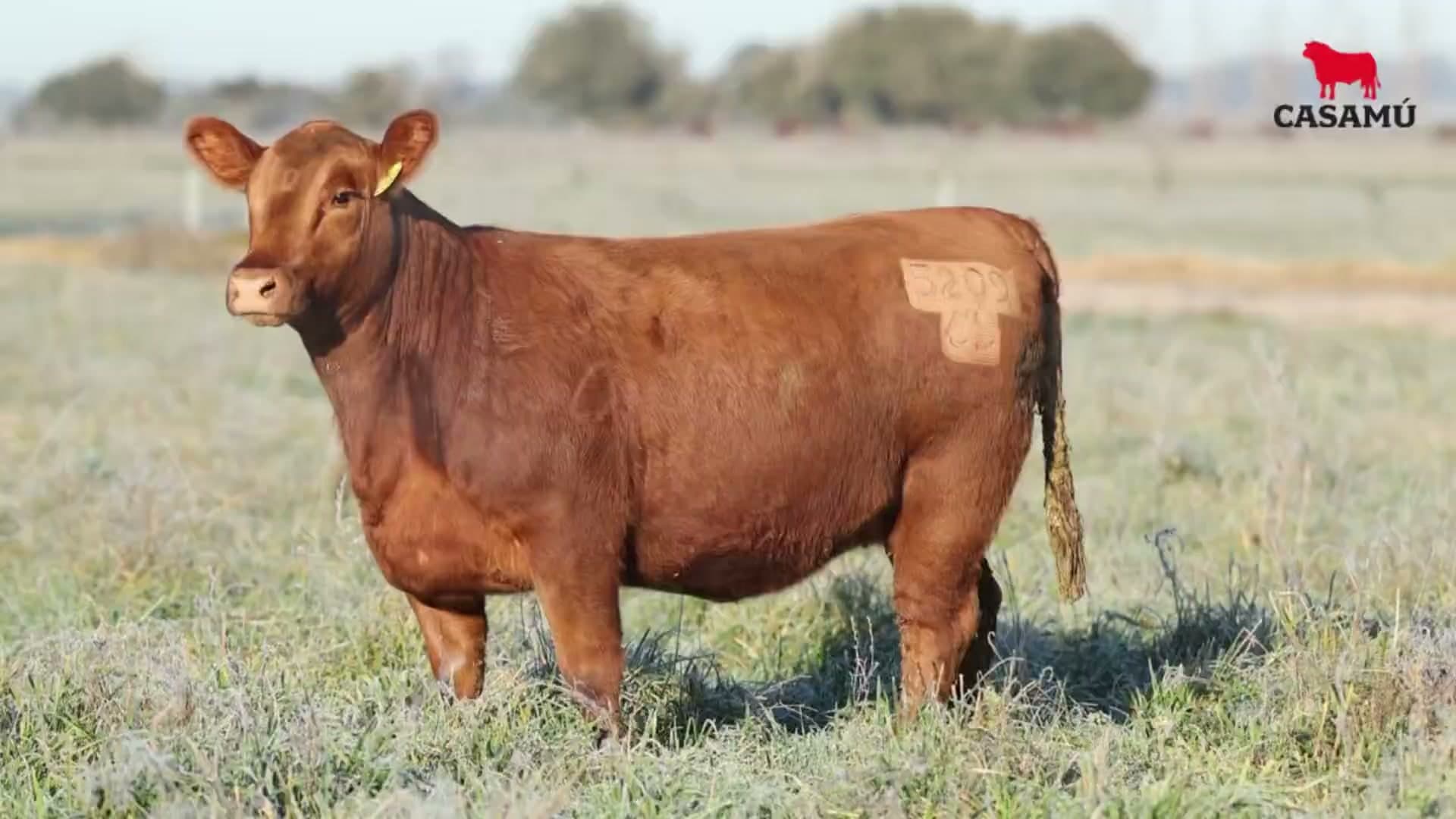 Vaquillona RP 5209 · Lote 52