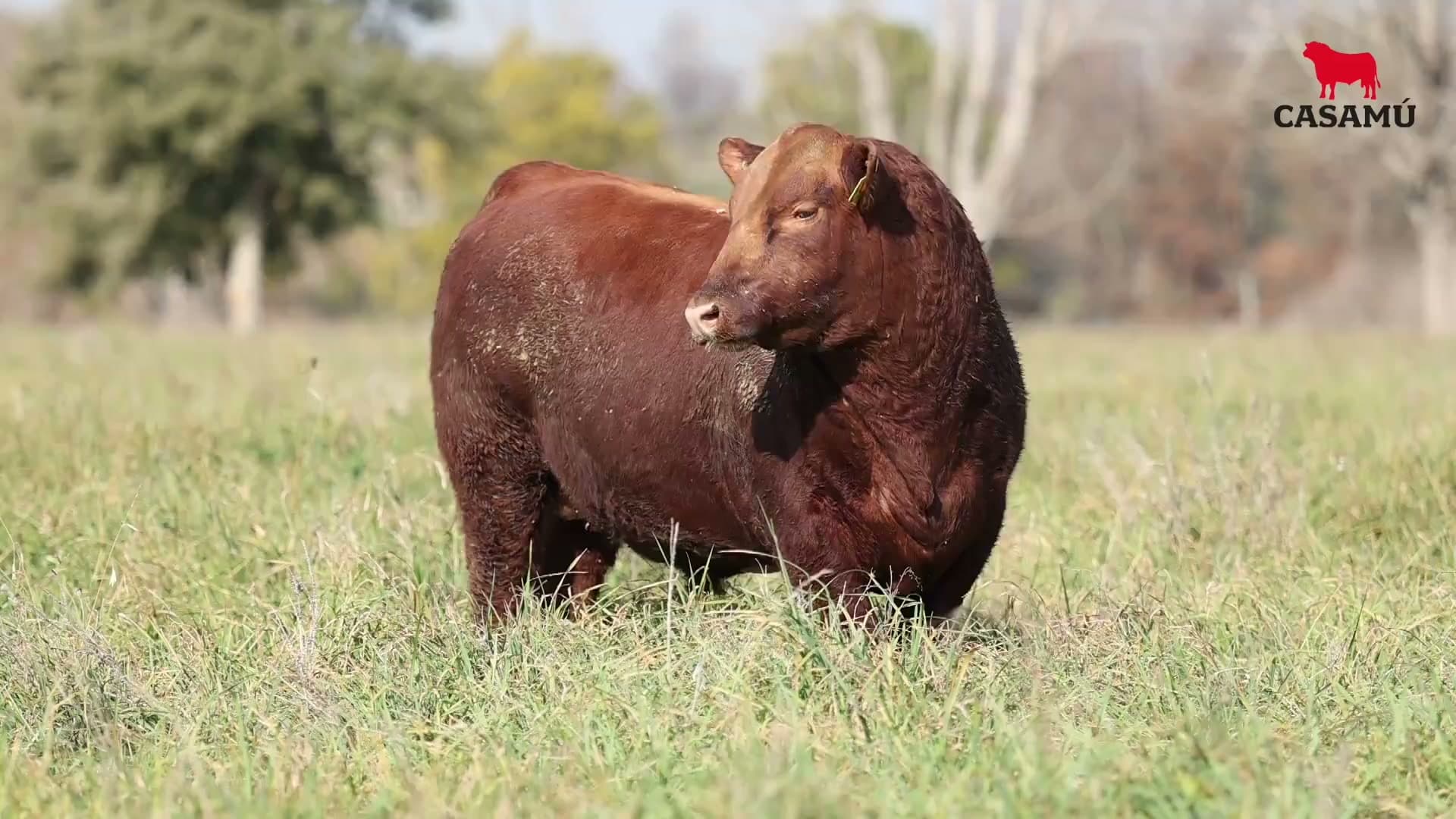Toro RP 5036 · Lote 12