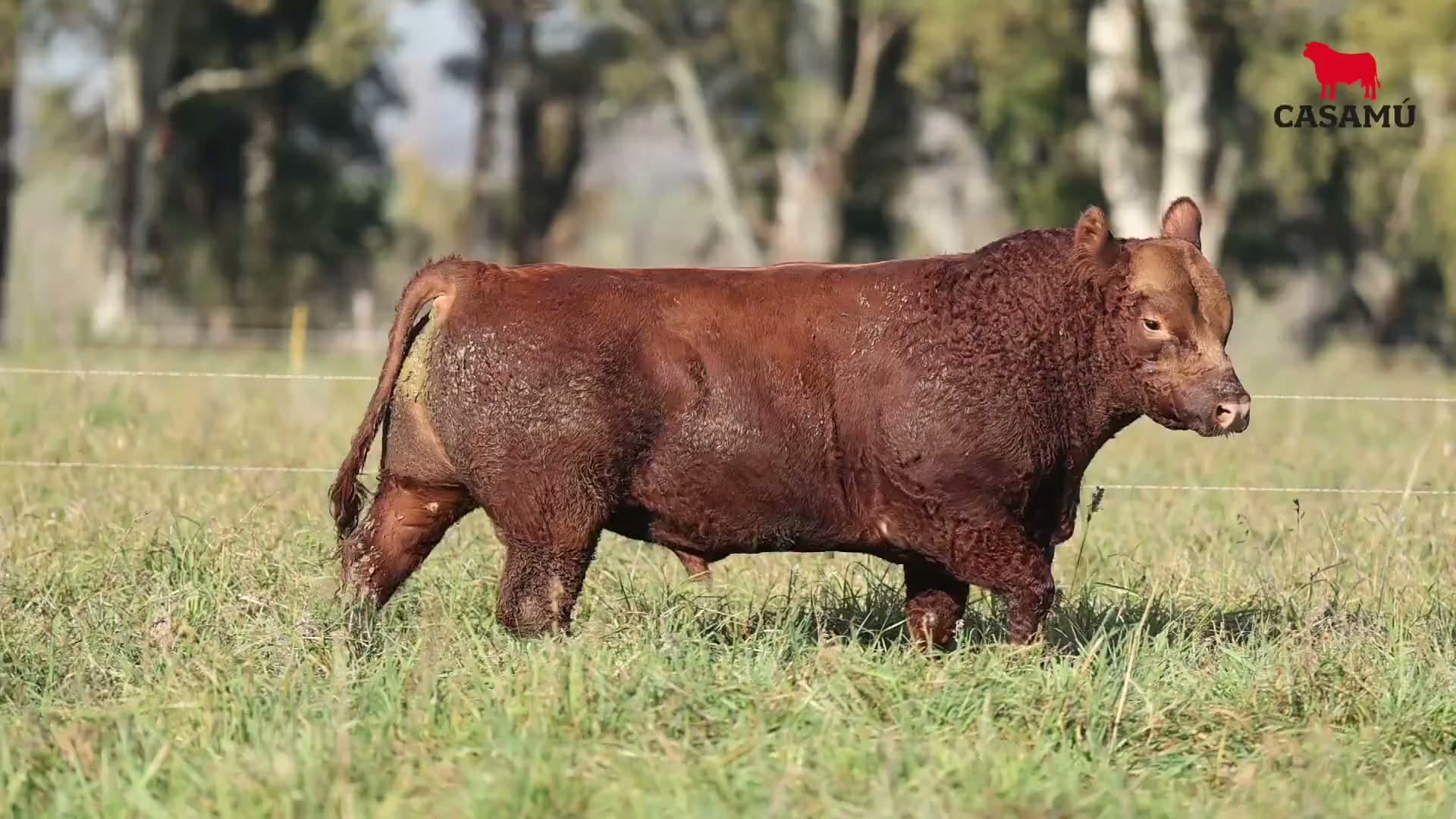 Toro RP 5064 · Lote 19