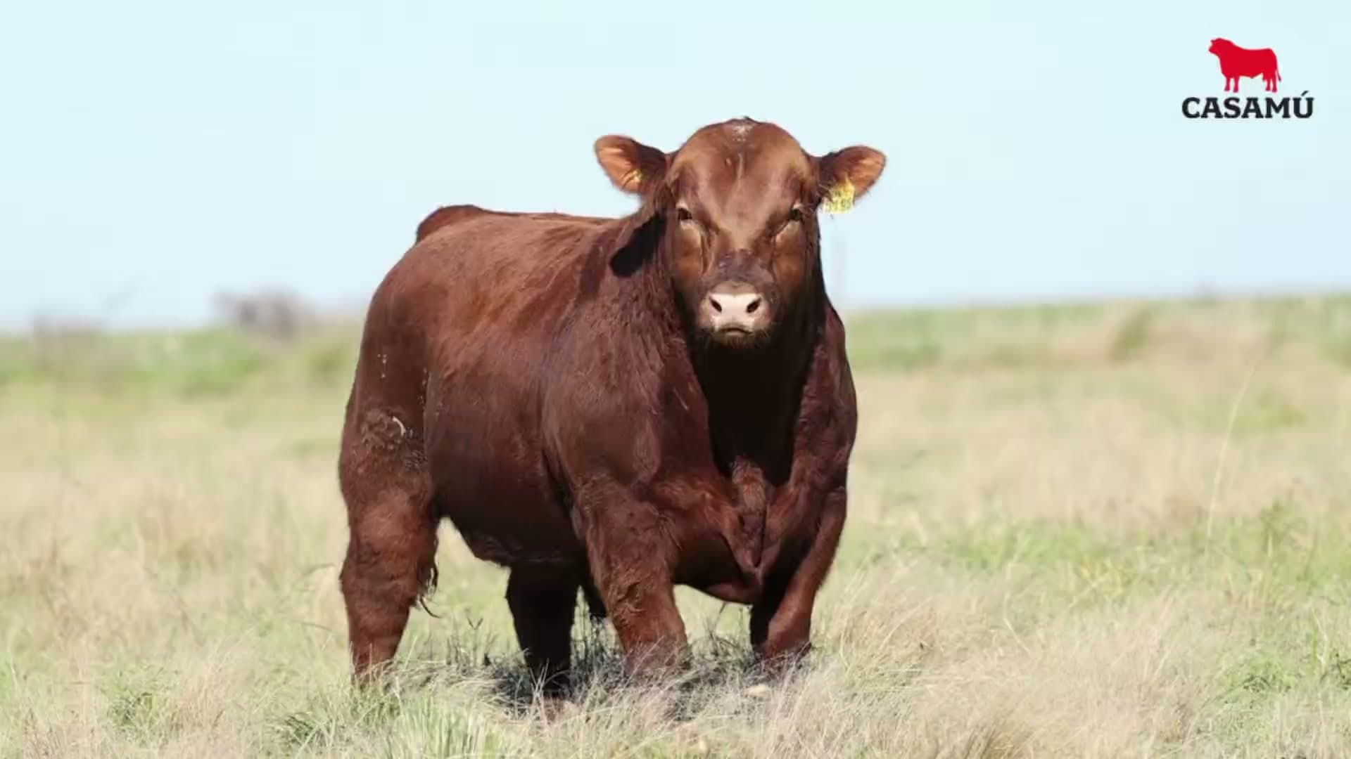 Toro RP 5196 · Lote 8
