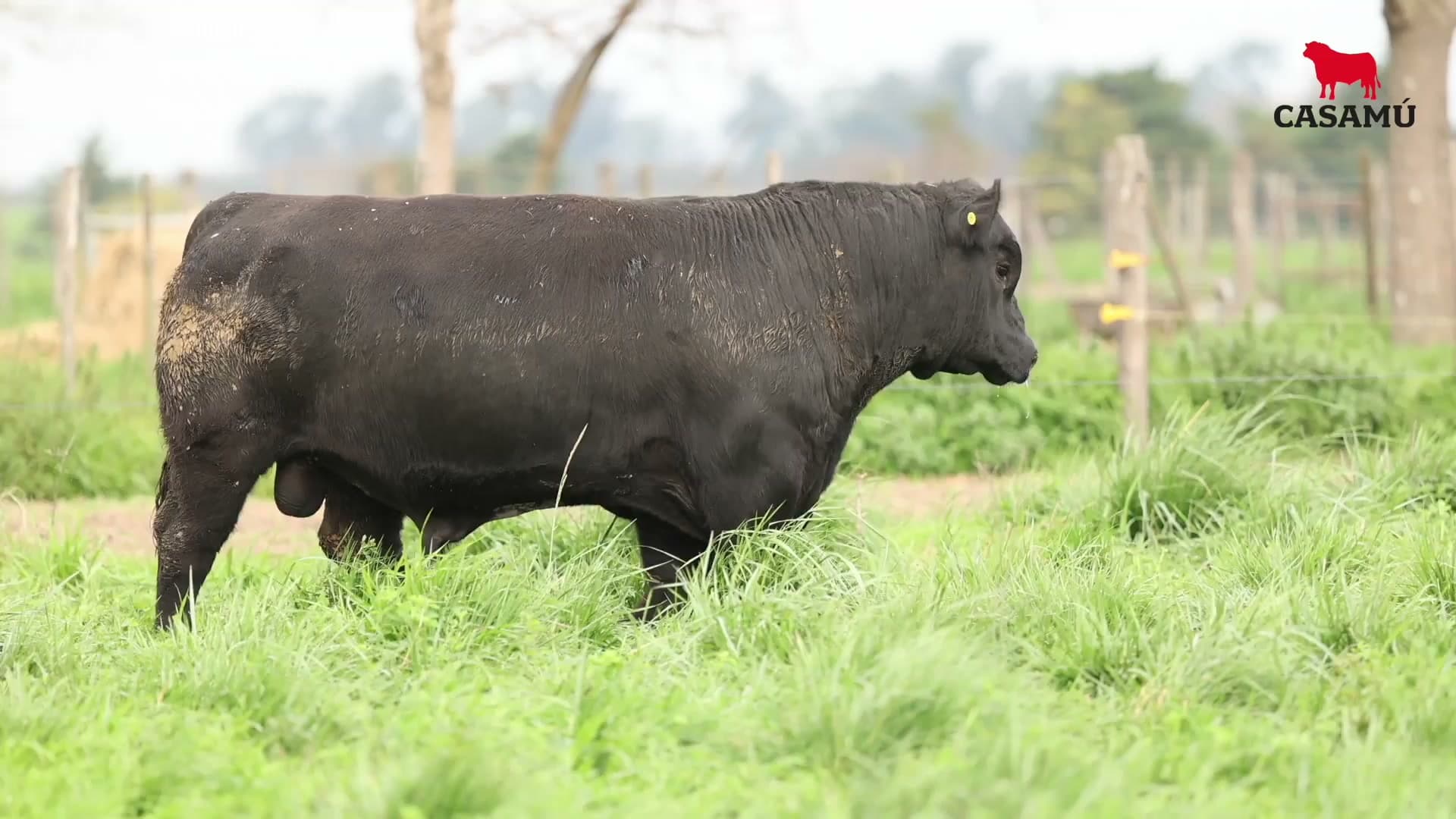Toro RP 5518 · Lote 6