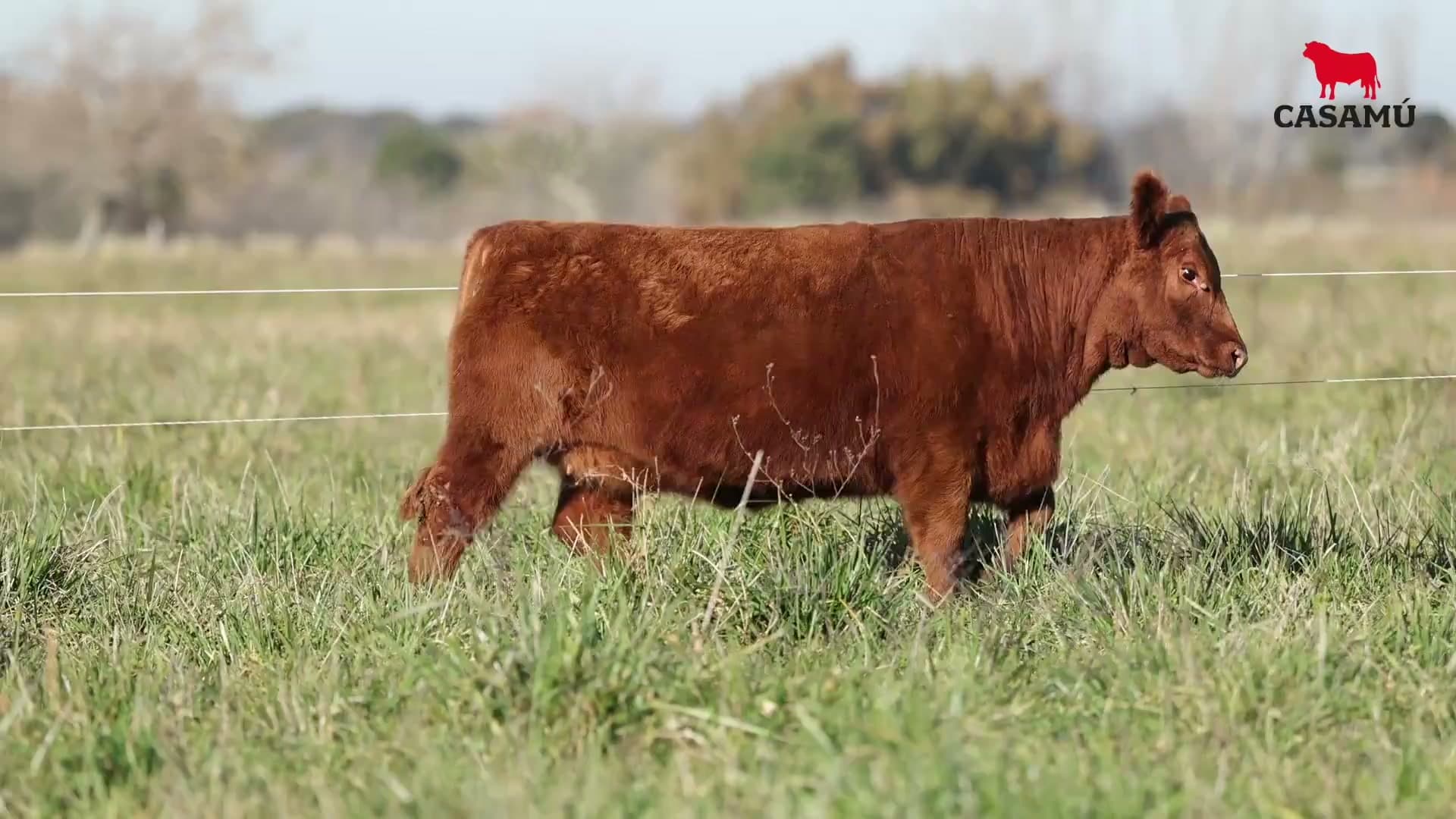 Ternera RP J5879 · Lote 47