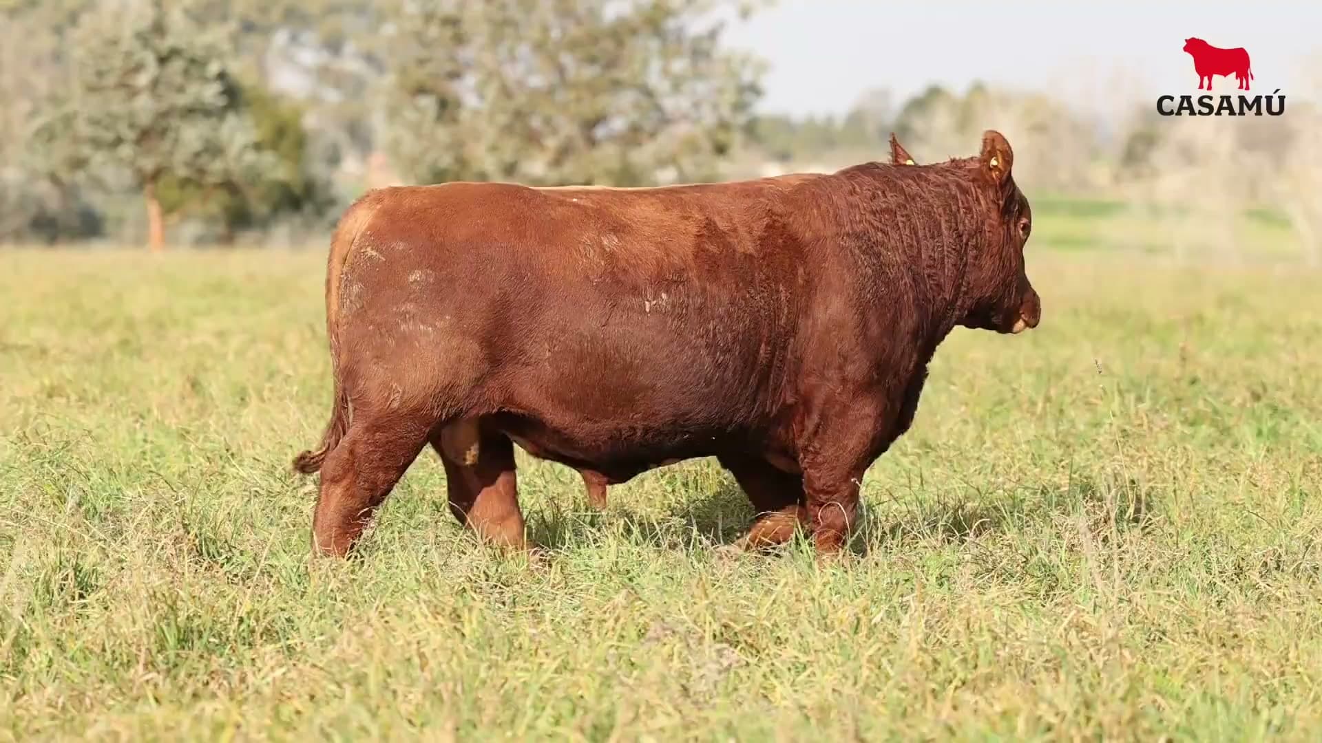 Toro RP 5244 · Lote 24