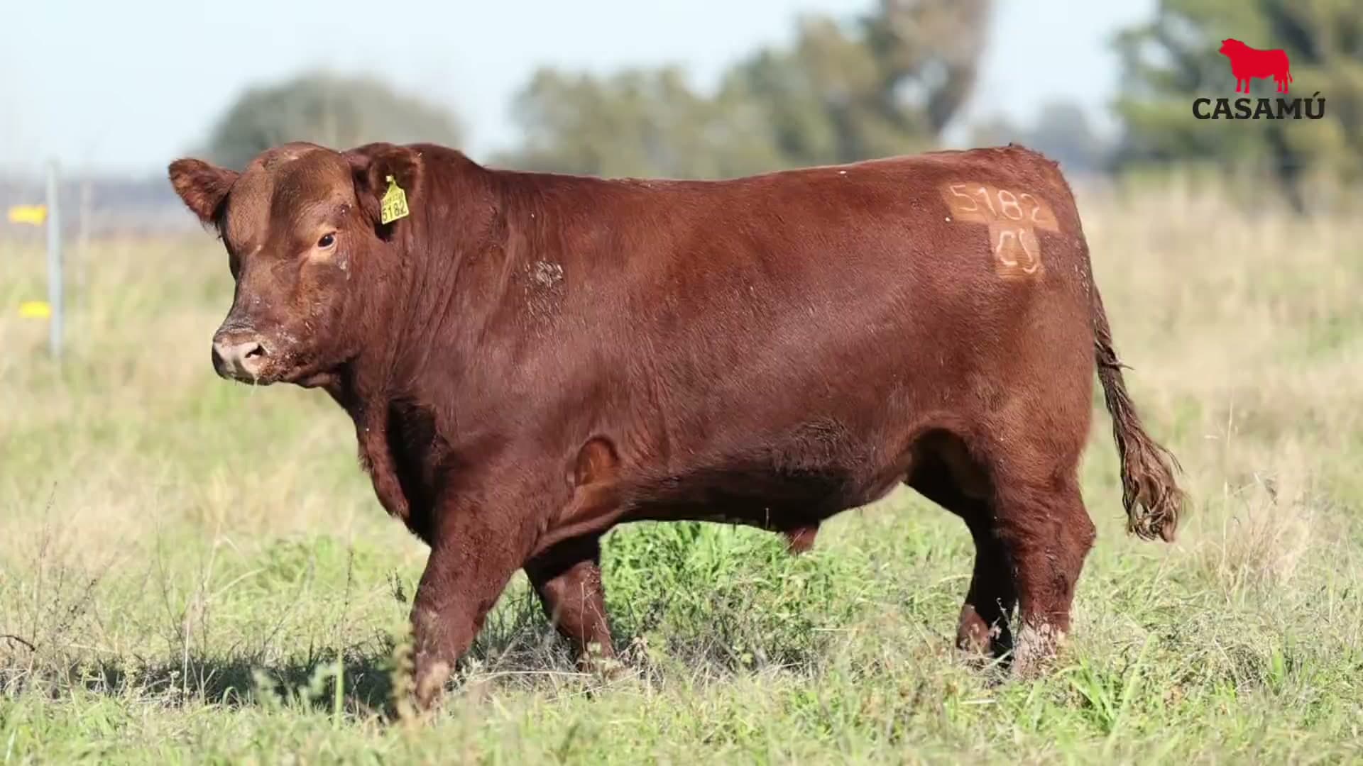 Toro RP 5182 · Lote 17