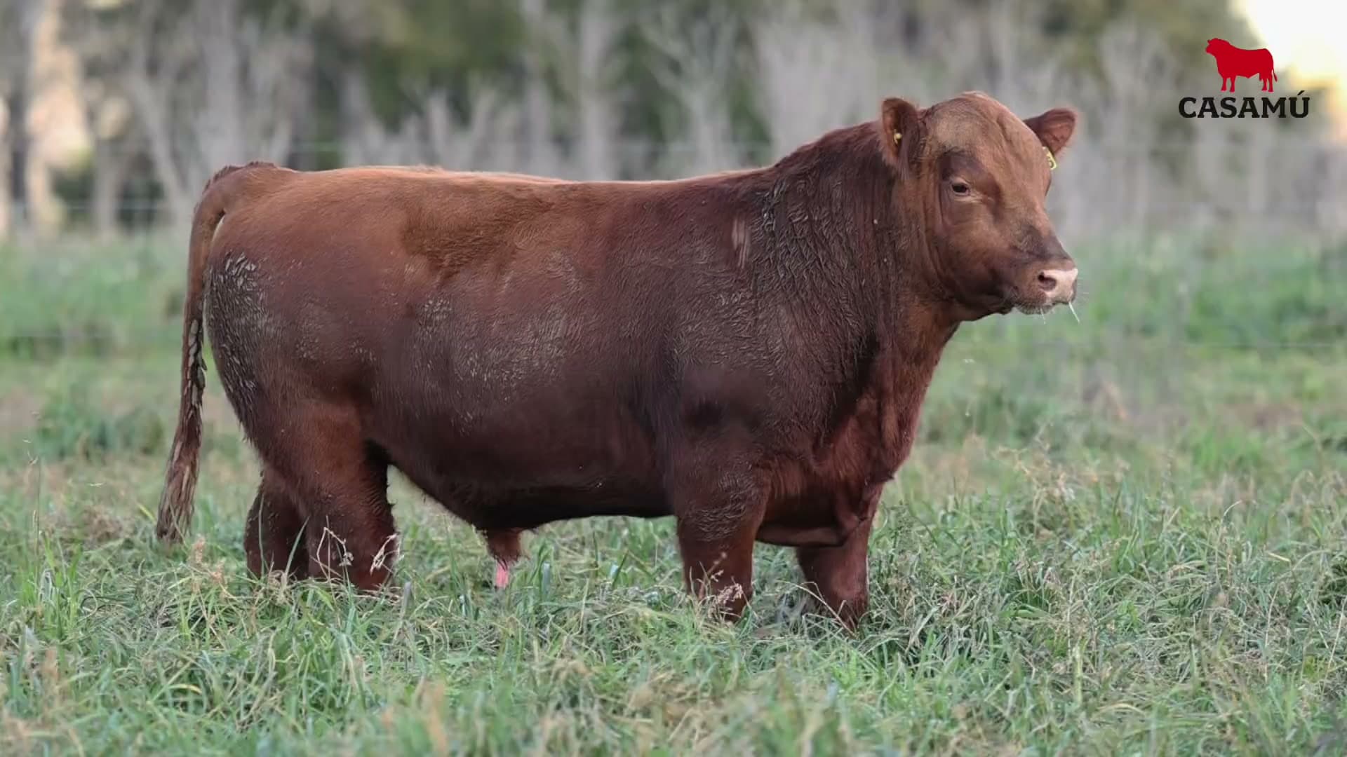 Toro RP 5466 · Lote 35