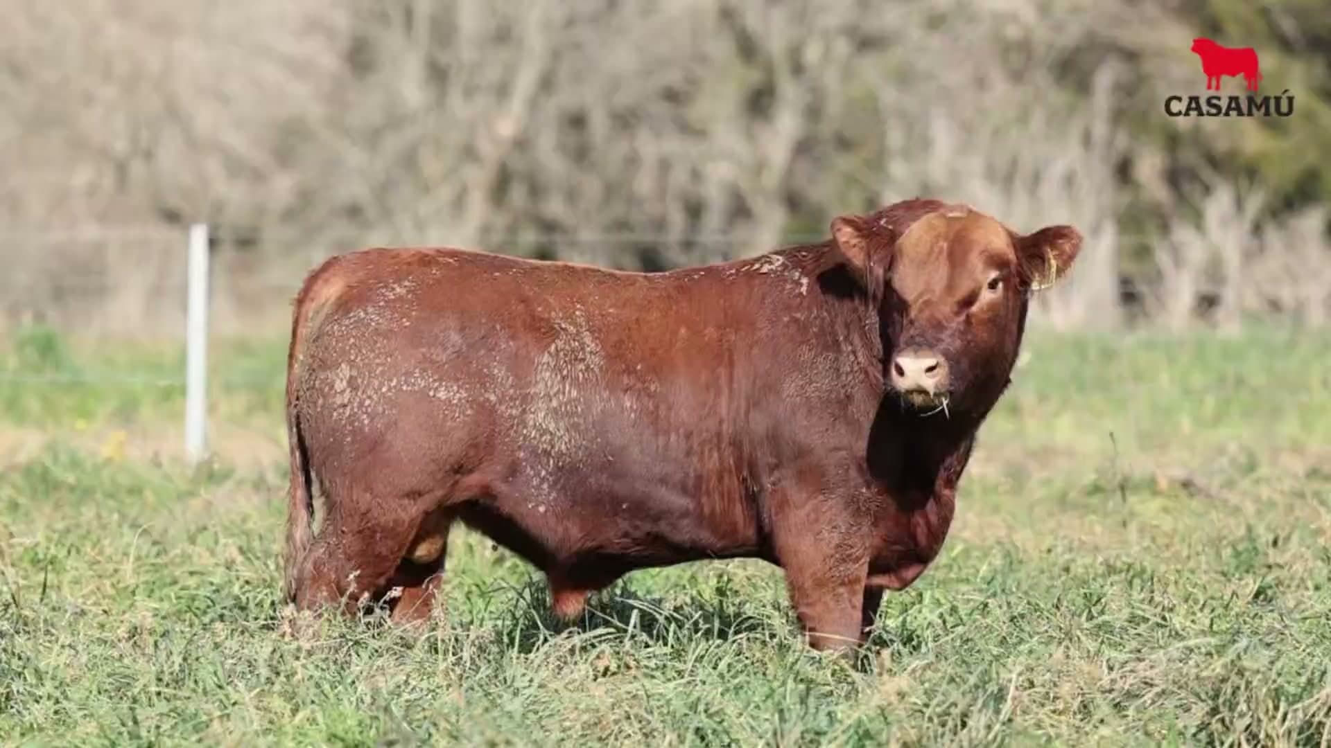 Toro RP 5402 · Lote 40
