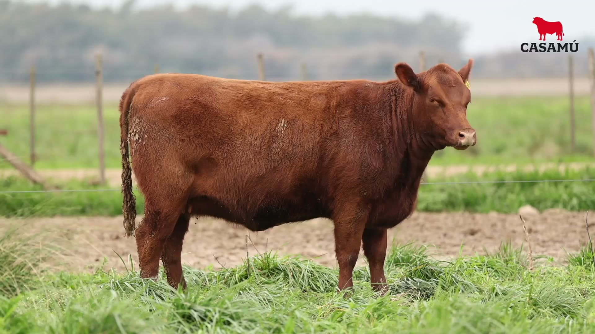 Vaquillona RP 5359 · Lote 50