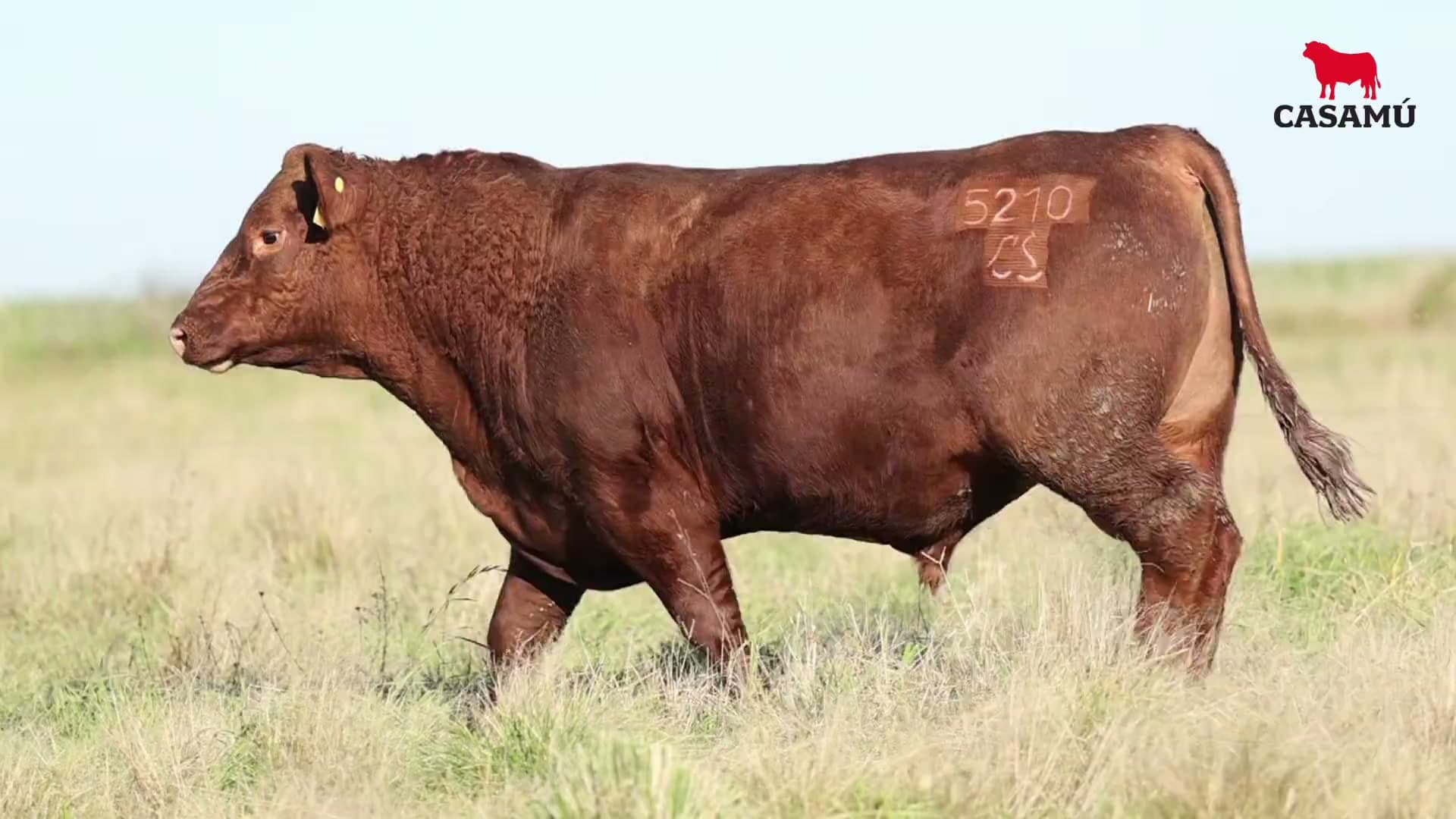 Toro RP 5210 · Lote 39