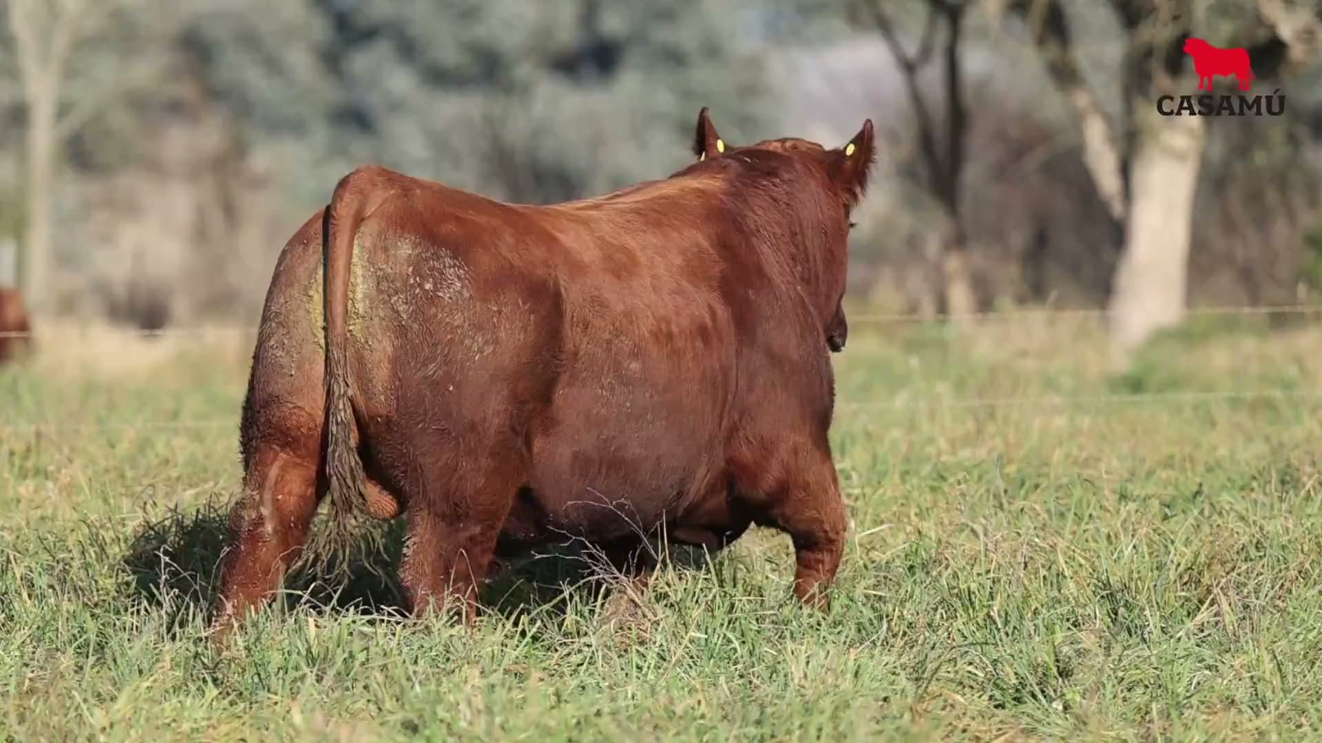 Toro RP 5178 · Lote 4