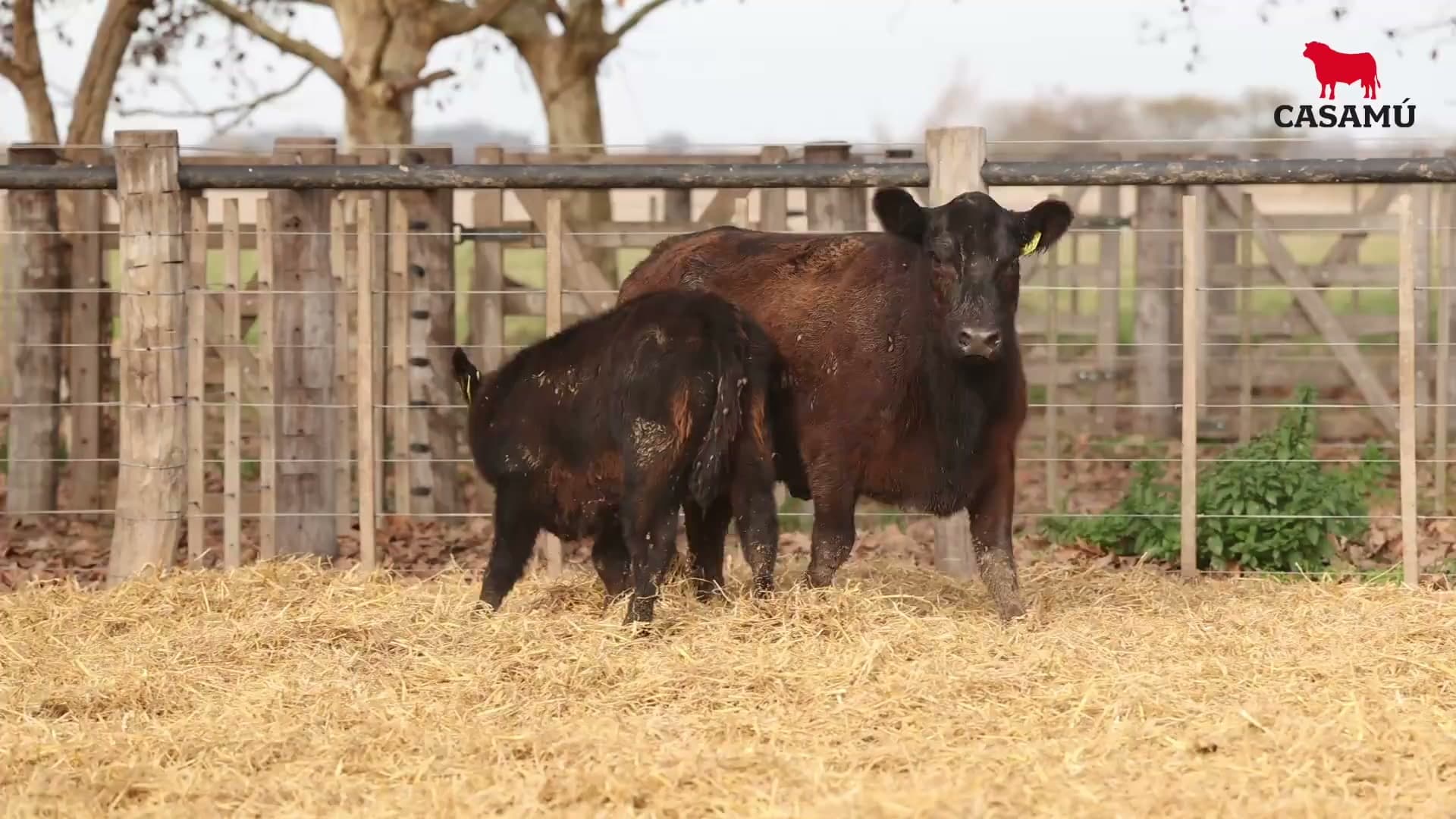 Vaca RP G857 · Lote 74