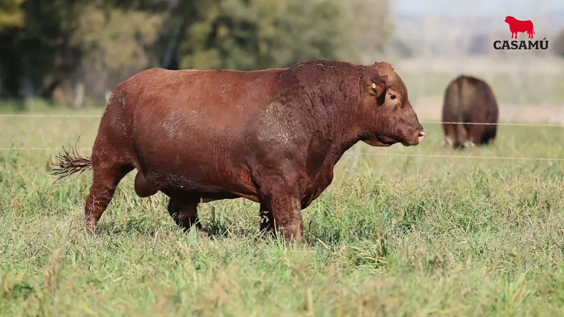Toro RP 5072 · Lote 7