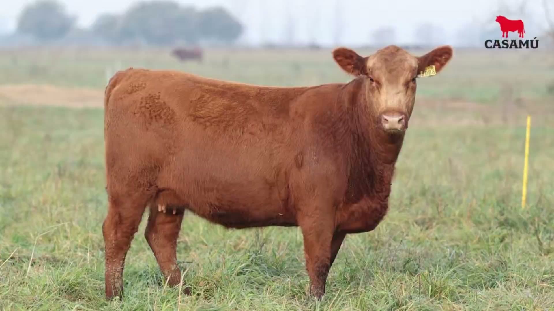 Vaquillona RP 5083 · Lote 57
