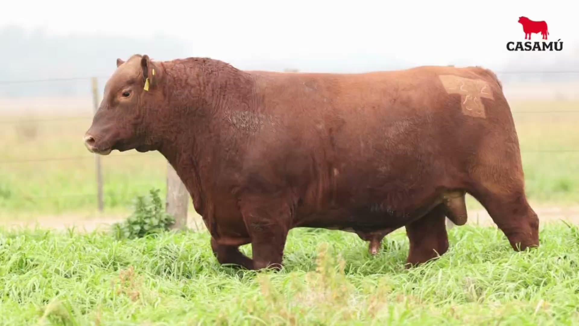 Toro RP 5282 · Lote 21