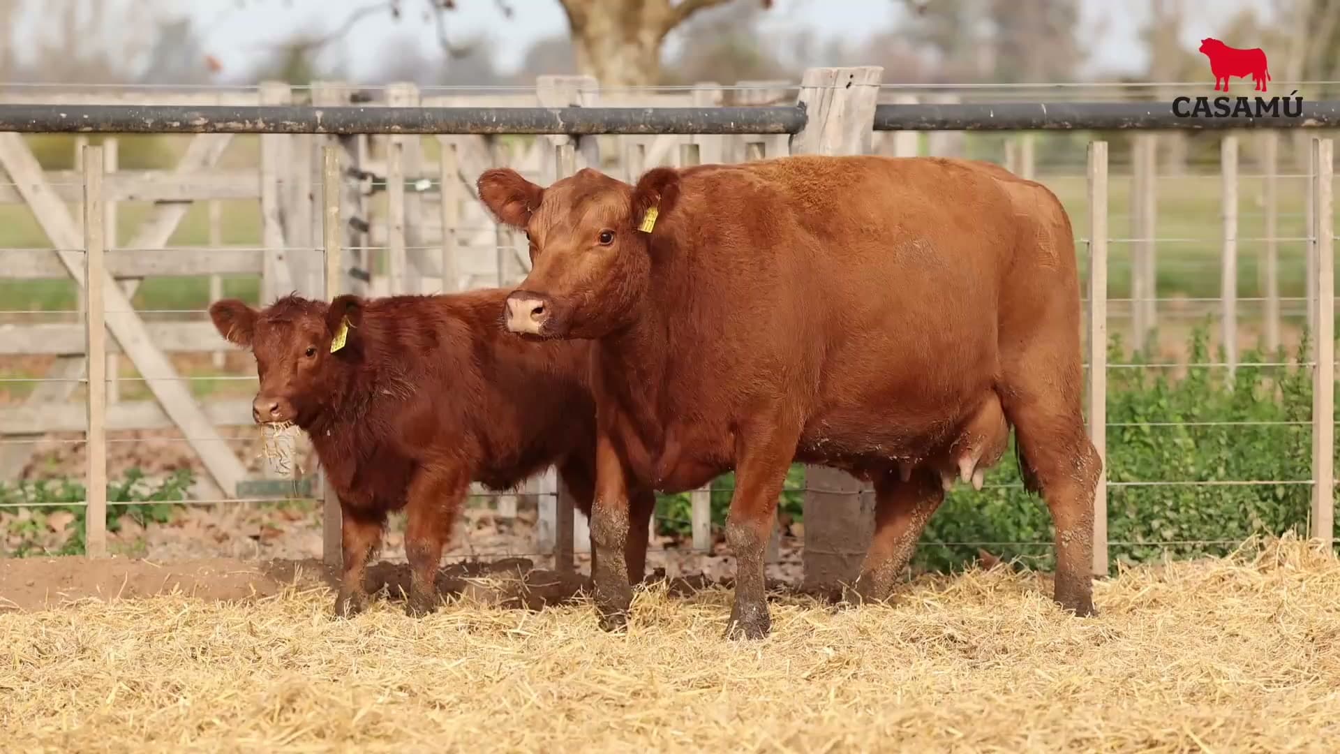 Vaca RP E177 · Lote 73