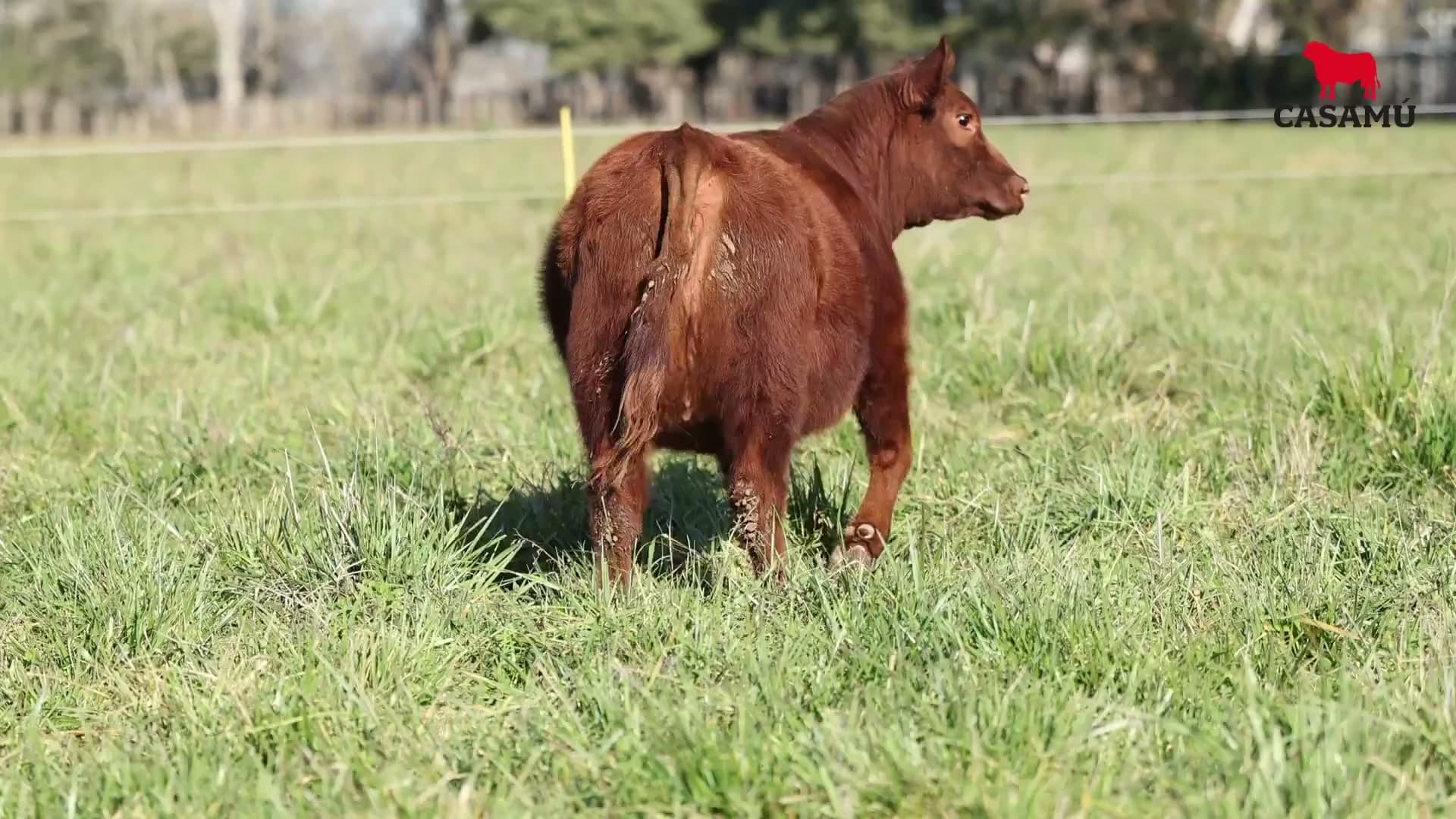 Ternera RP J5851 · Lote 47