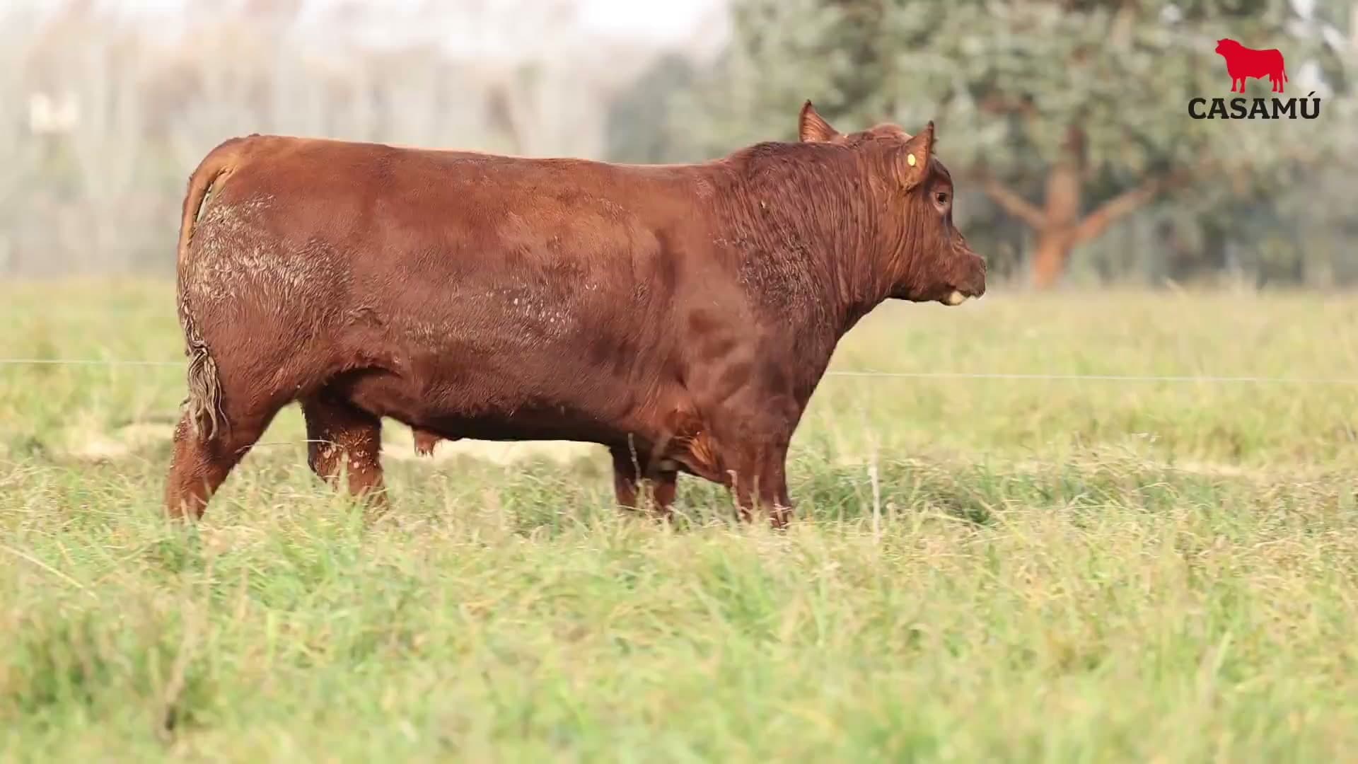 Toro RP 5166 · Lote 5