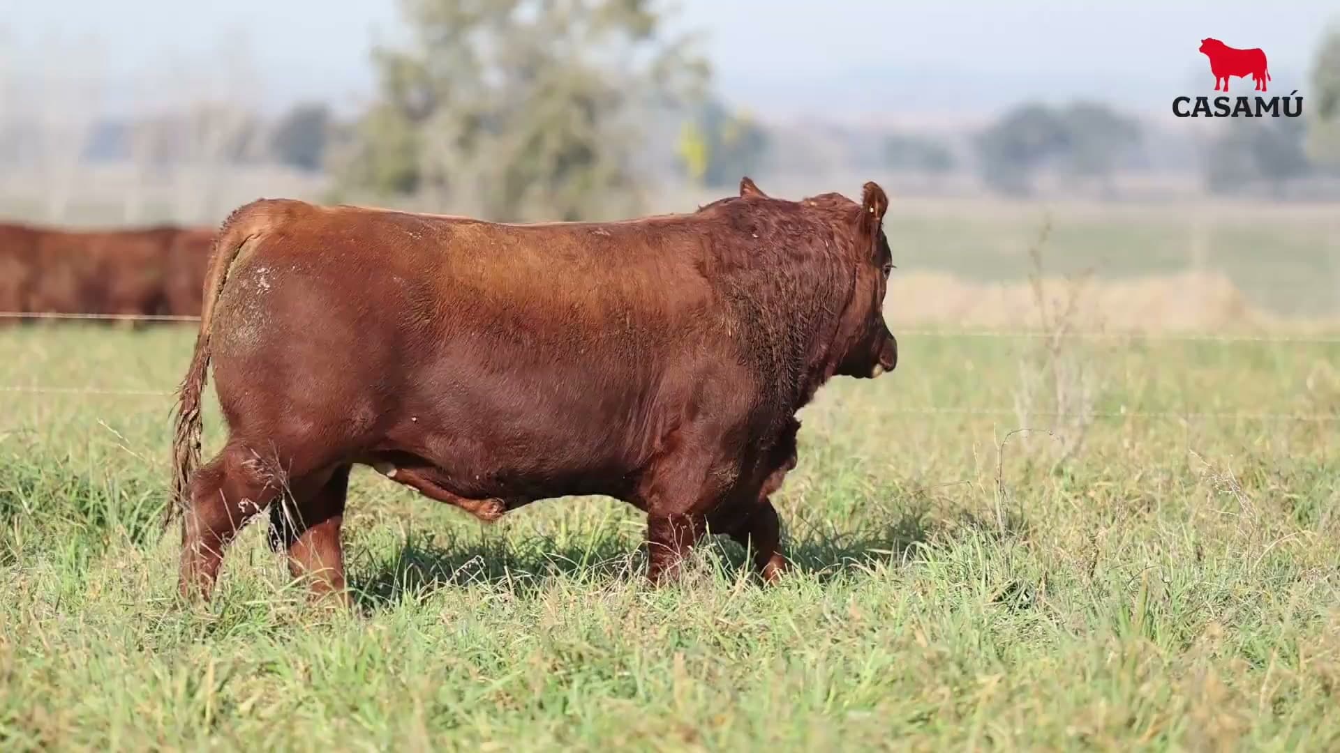 Toro RP 5110 · Lote 18