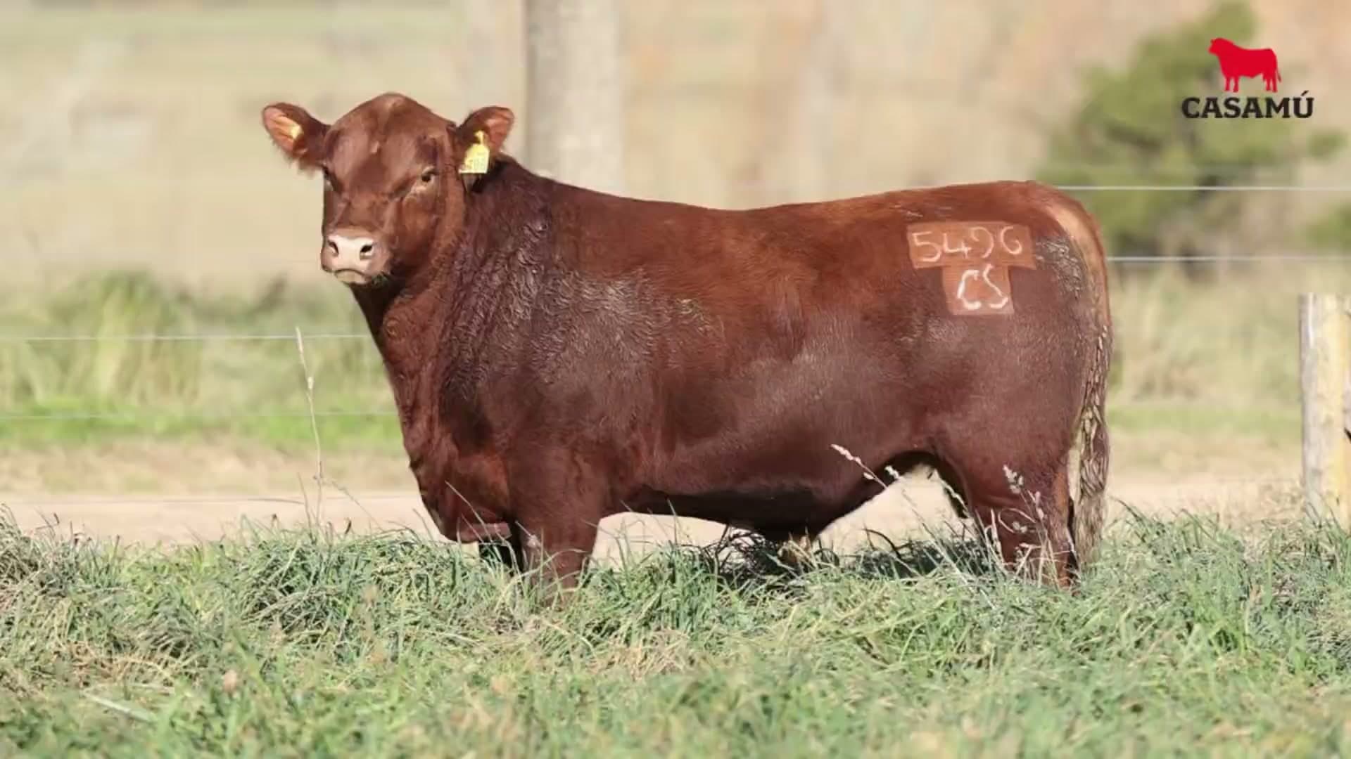 Toro RP 5496 · Lote 35
