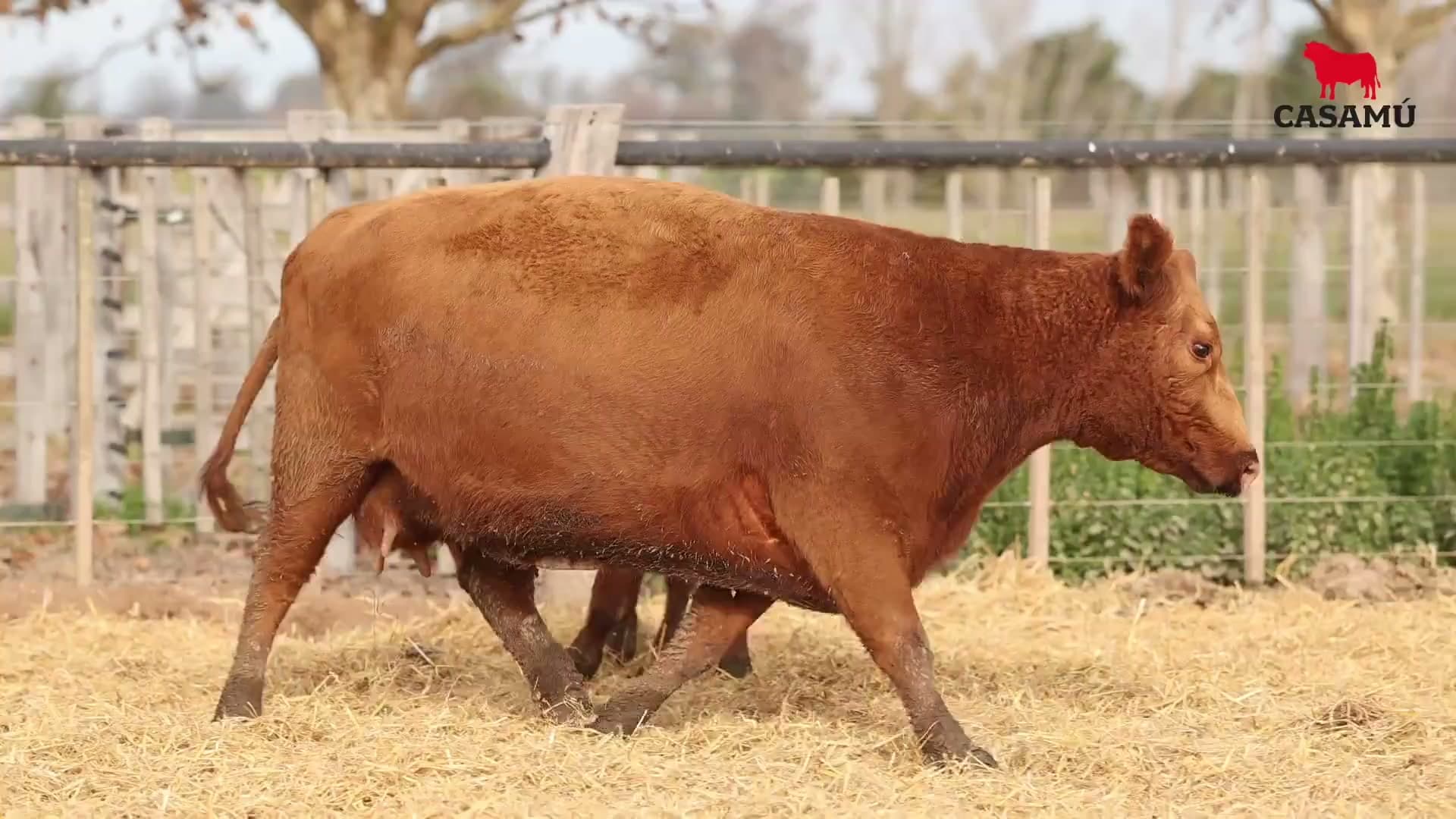 Vaca RP C313 · Lote 66