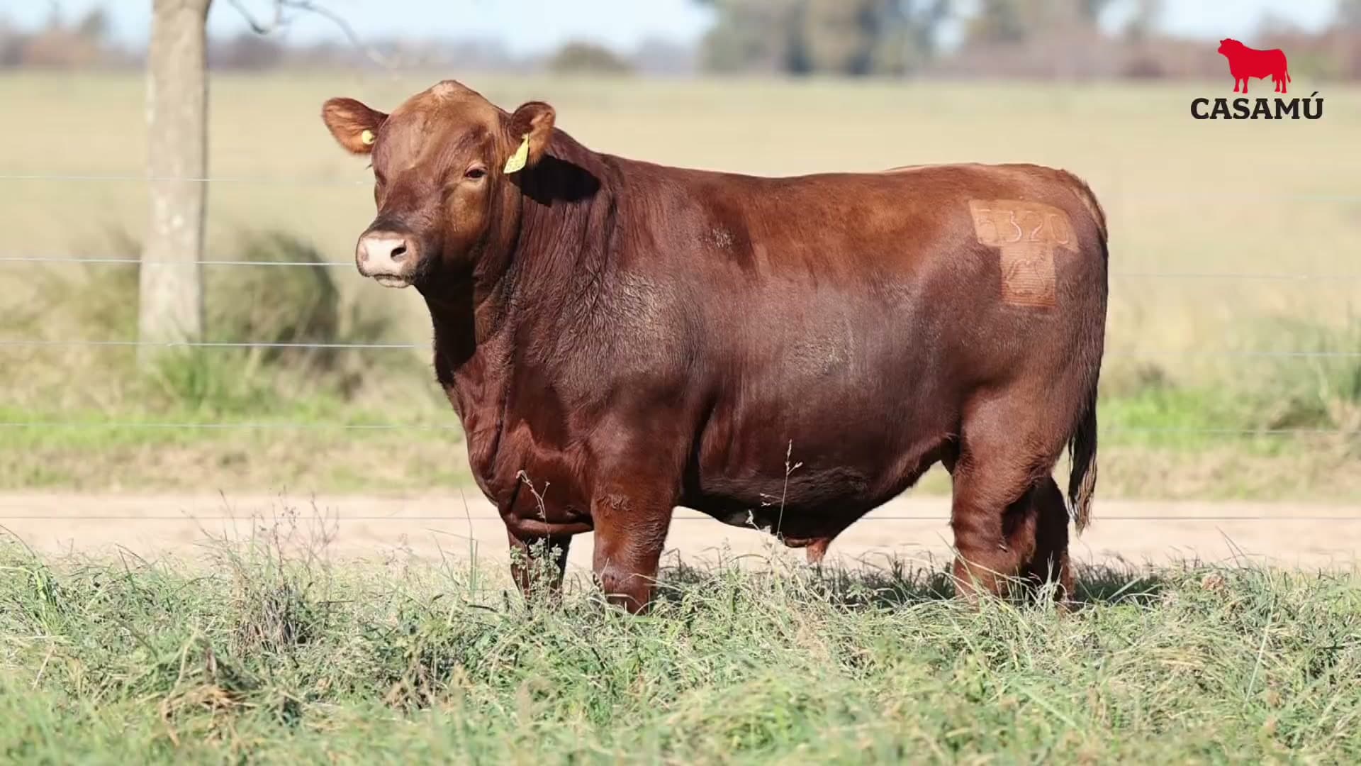 Toro RP 5320 · Lote 23