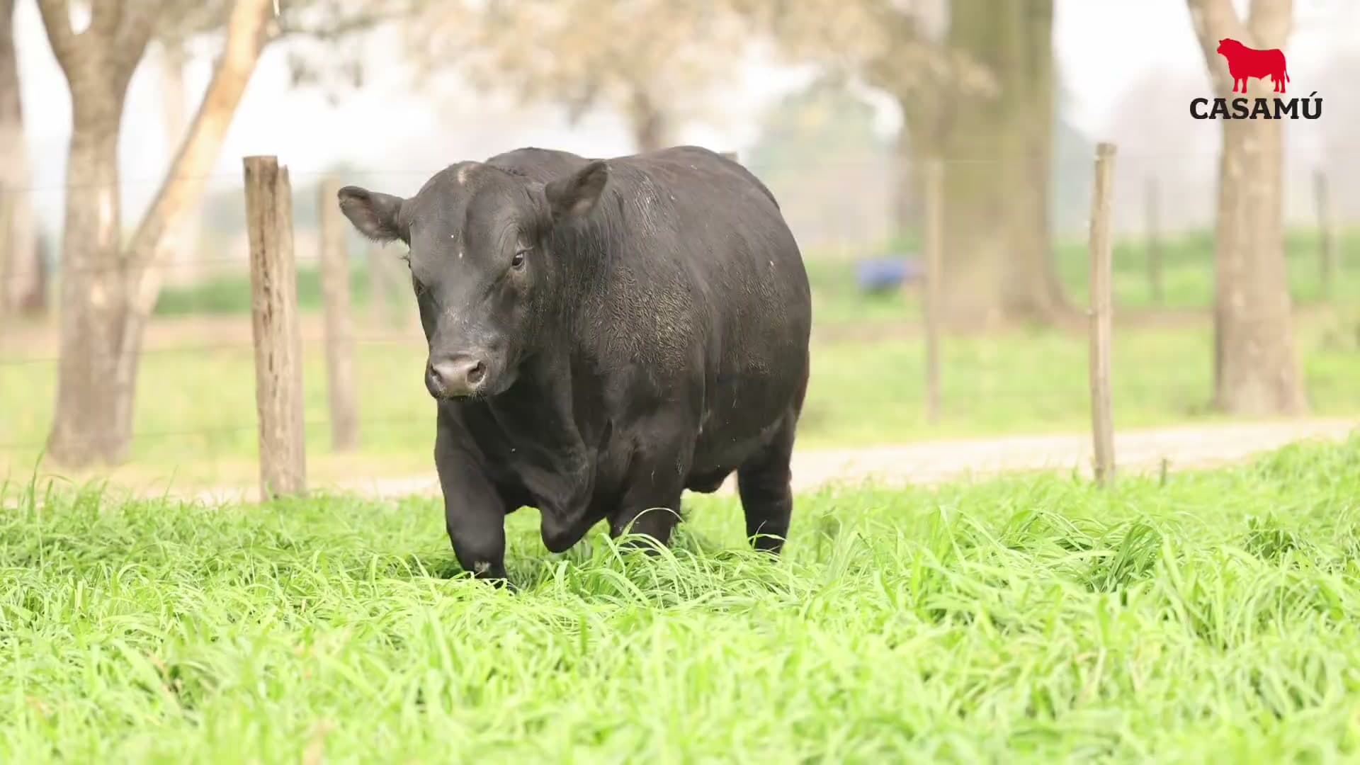 Toro RP 5228 · Lote 41