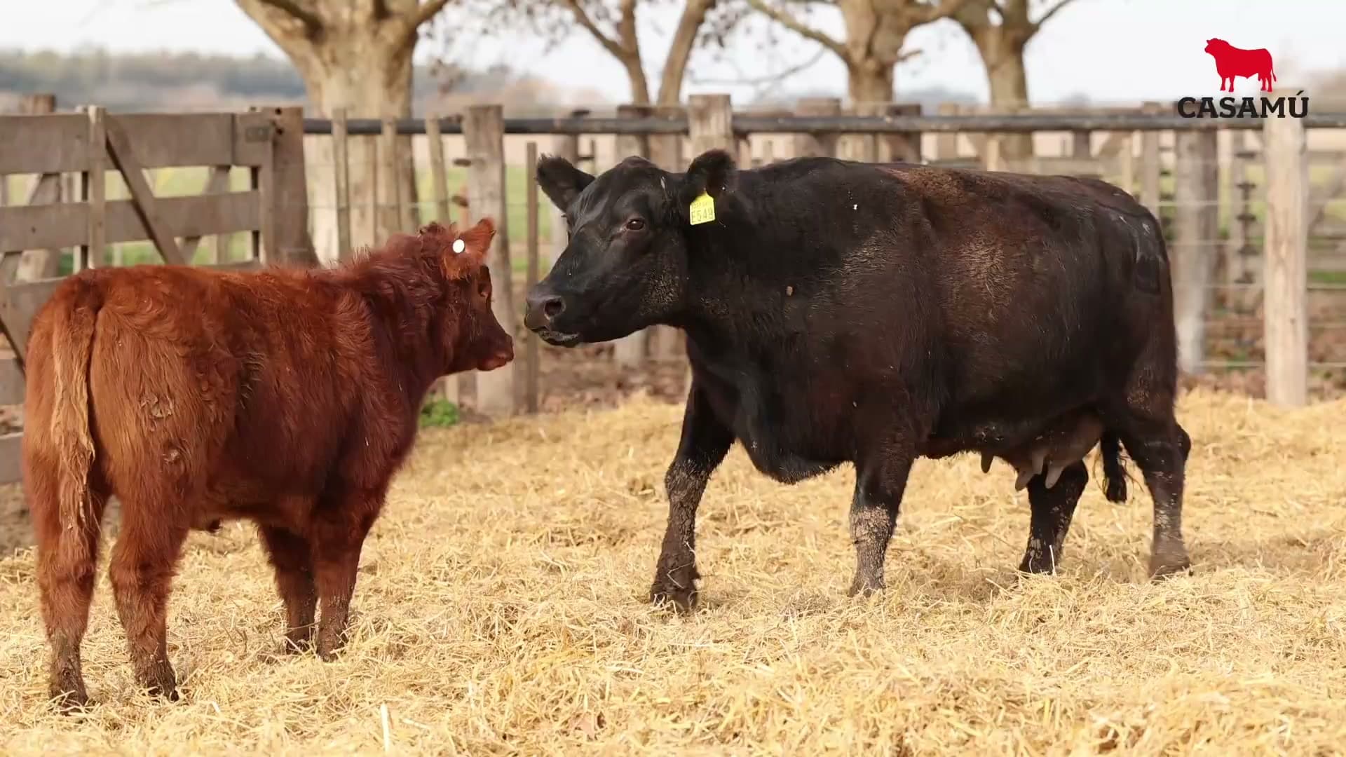 Vaca RP E549 · Lote 65