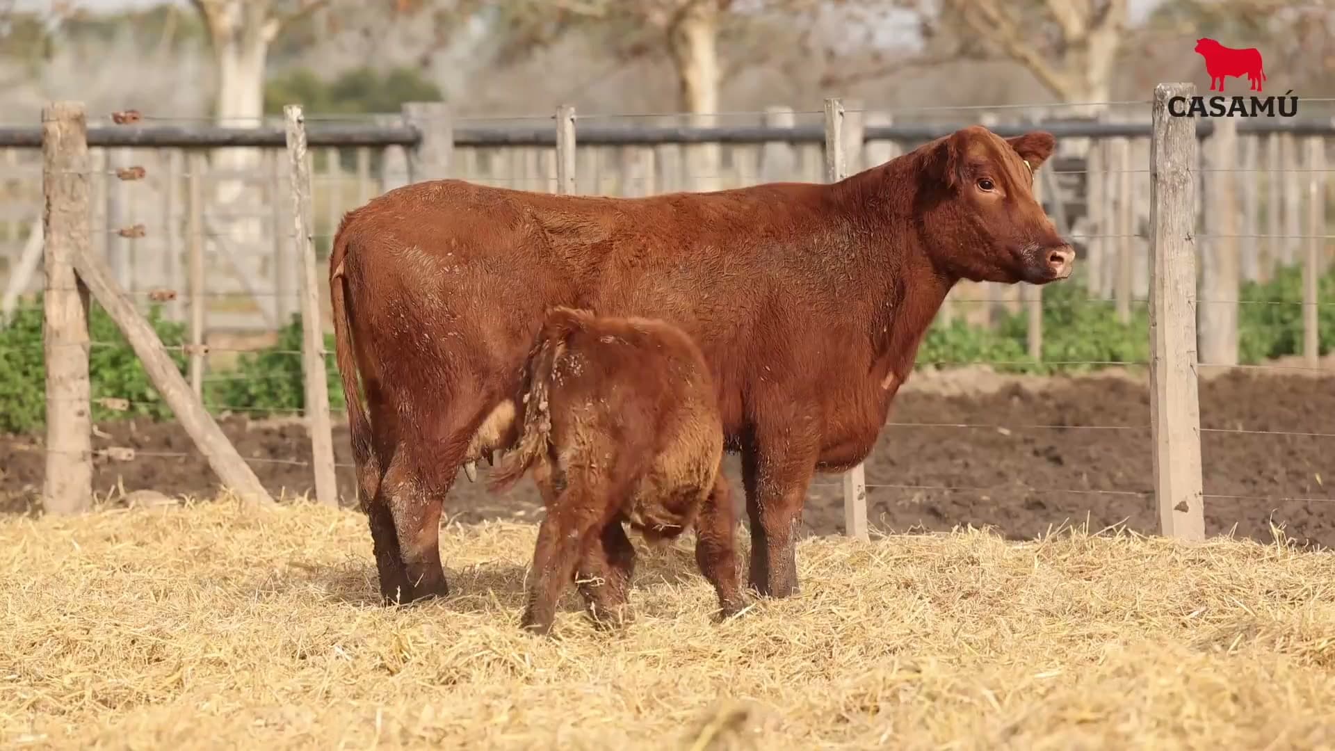 Vaca RP H307 · Lote 70