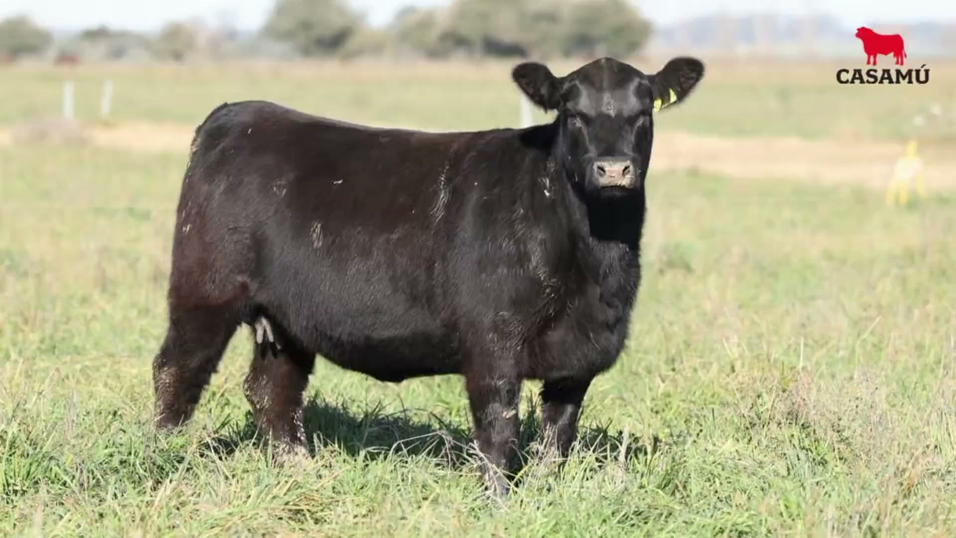 Vaquillona RP 5481 · Lote 55