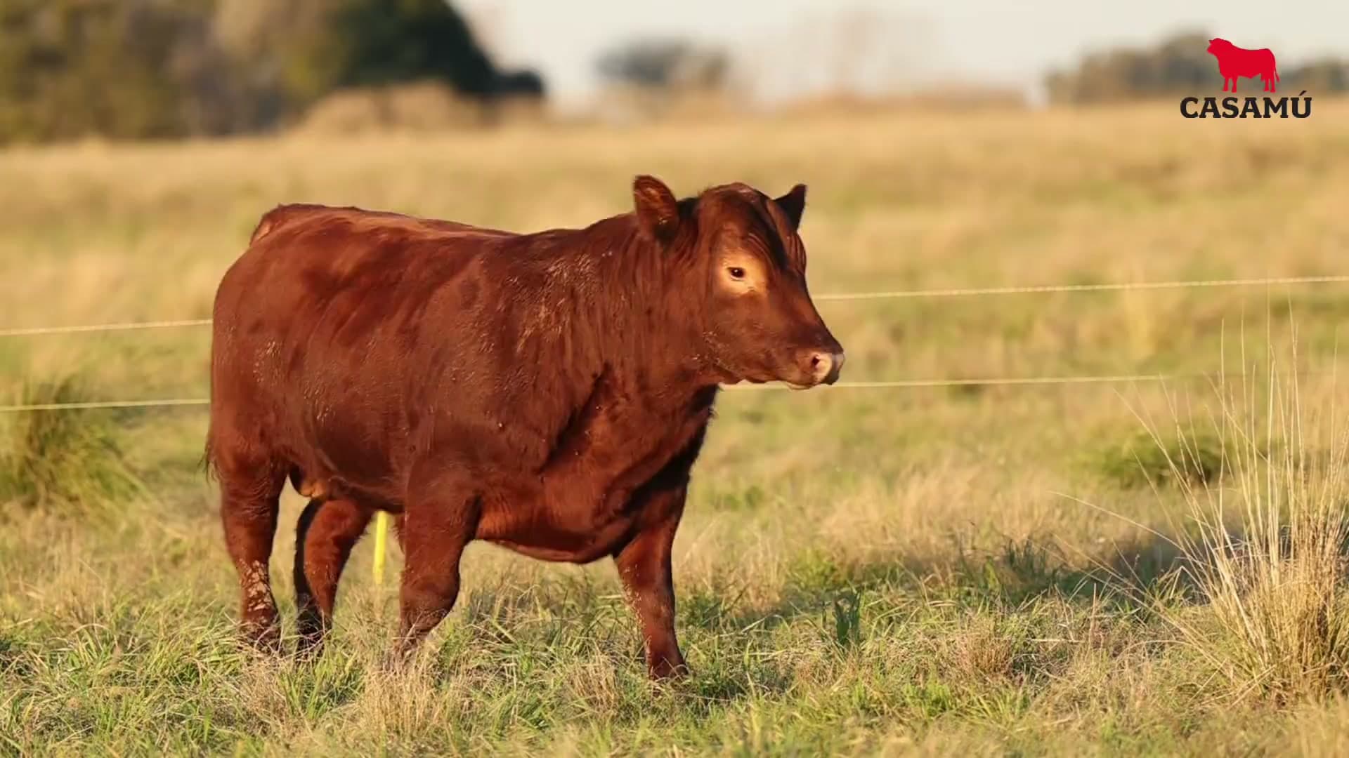 Toro RP 5370 · Lote 28