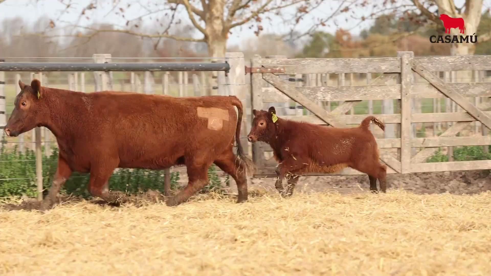 Vaca RP H213 · Lote 71