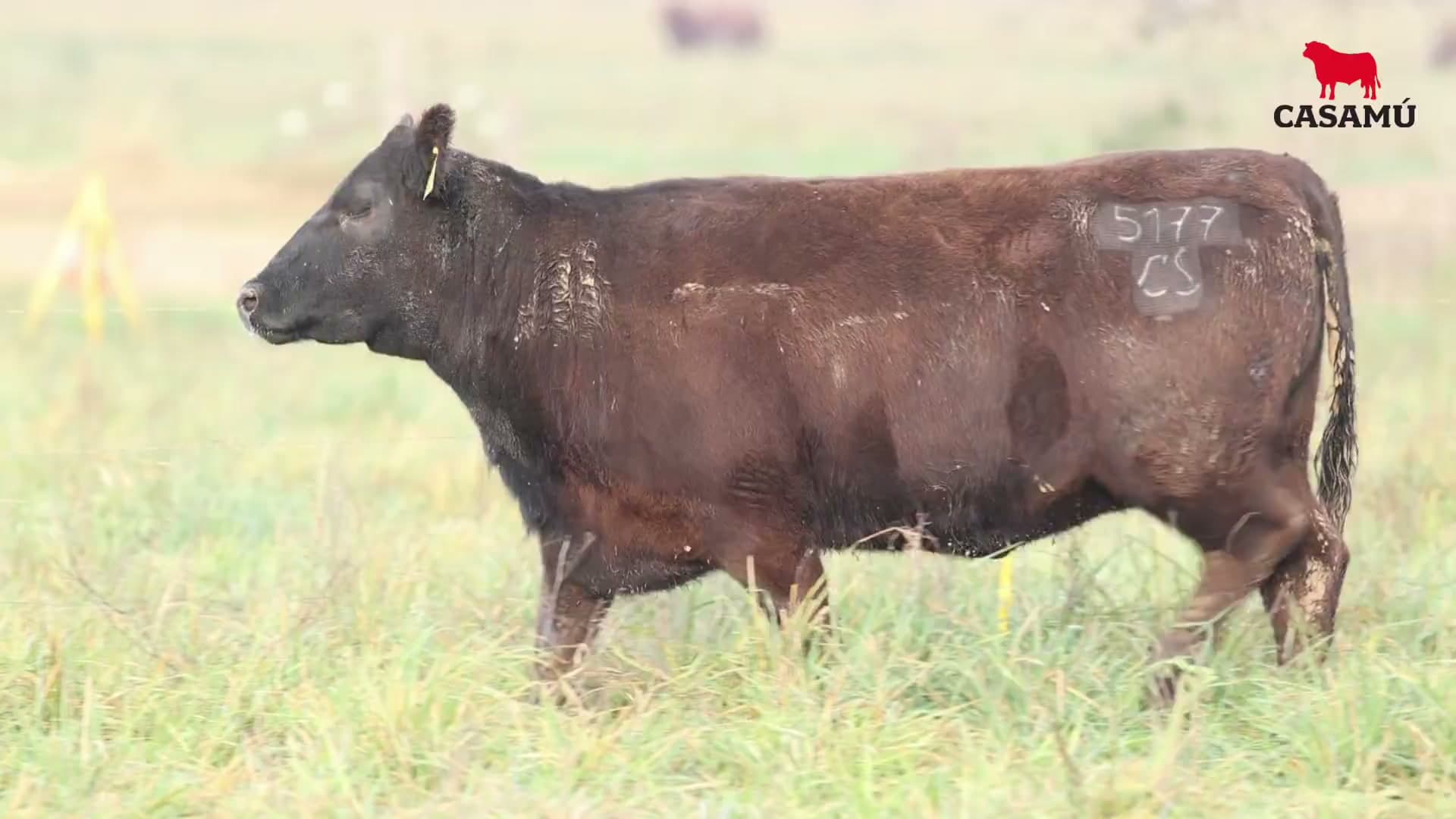 Vaquillona RP 5177 · Lote 61