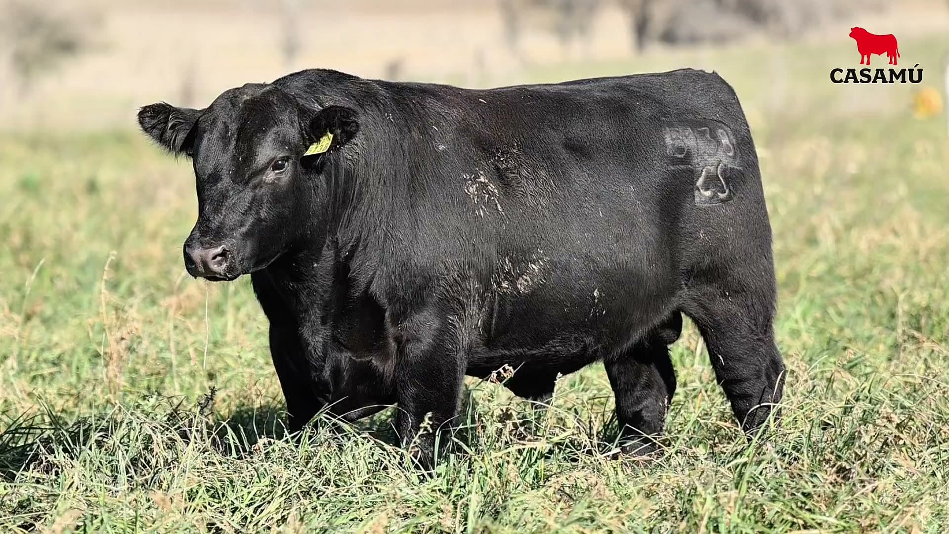 Toro RP 5138 · Lote 6