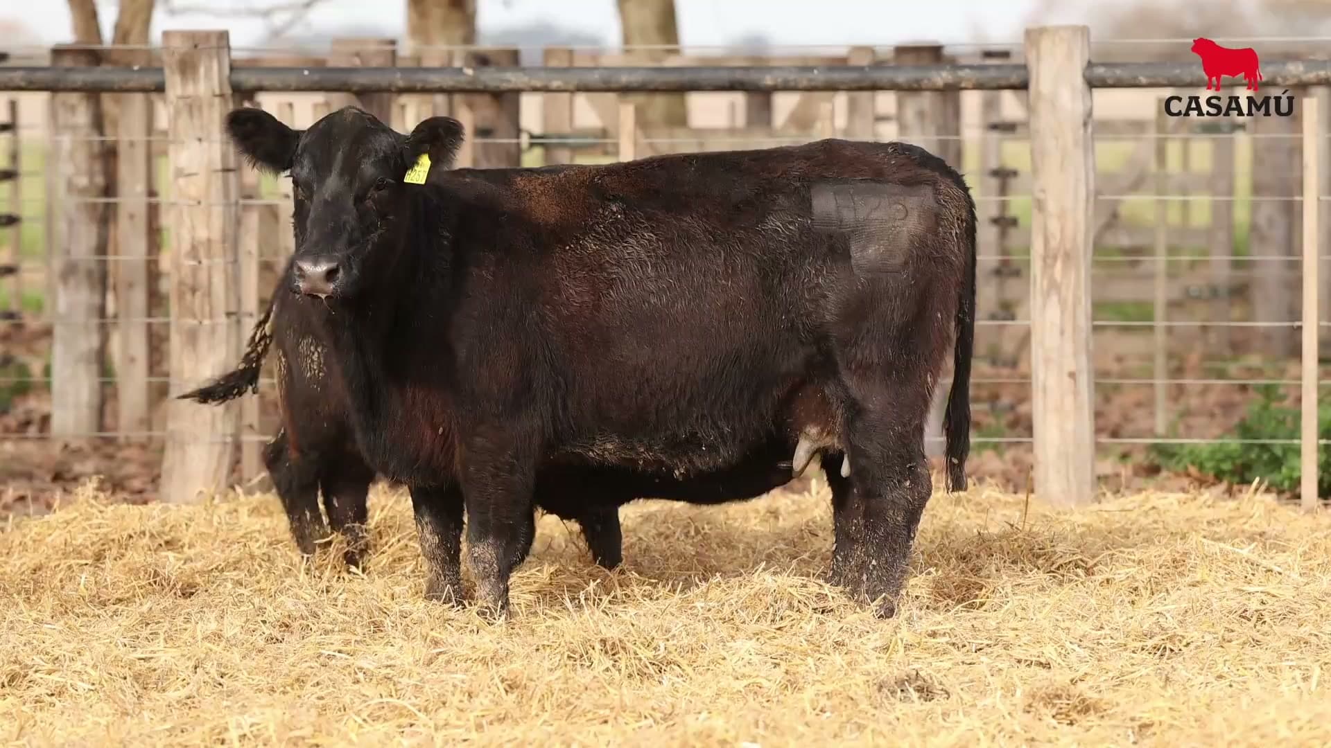 Vaca RP H257 · Lote 75