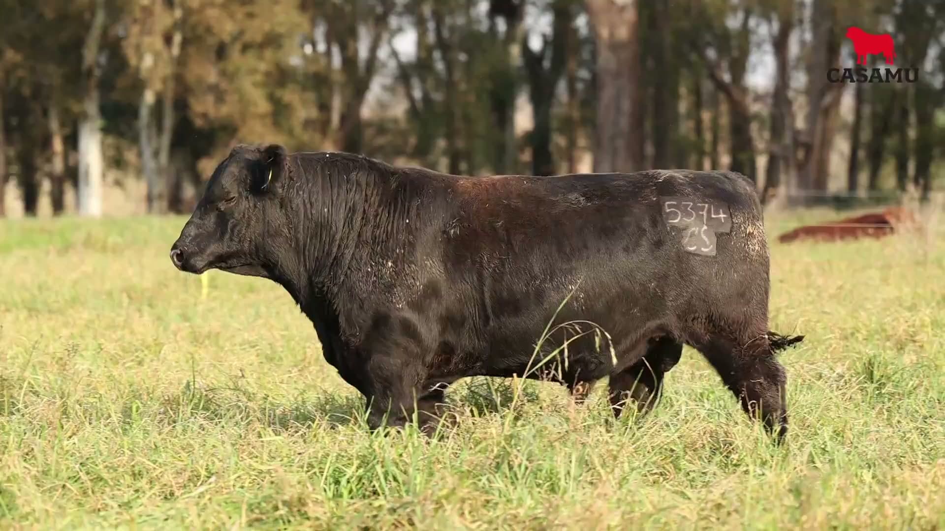 Toro RP 5374 · Lote 18