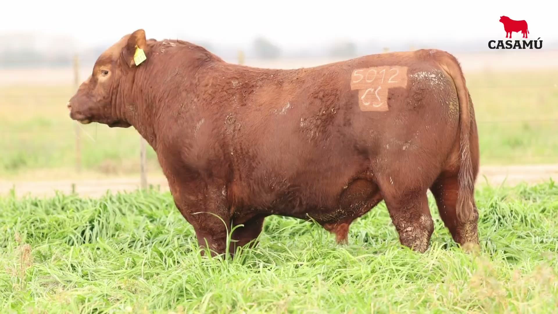 Toro RP 5012 · Lote 9