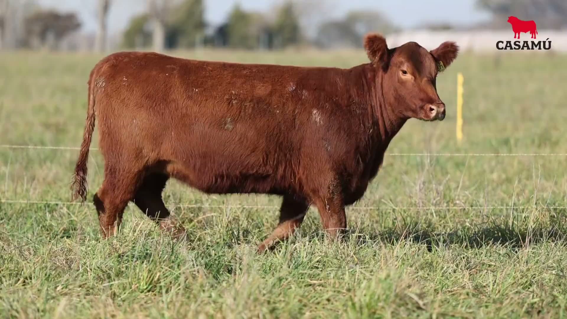 Vaquillona RP 5301 · Lote 58