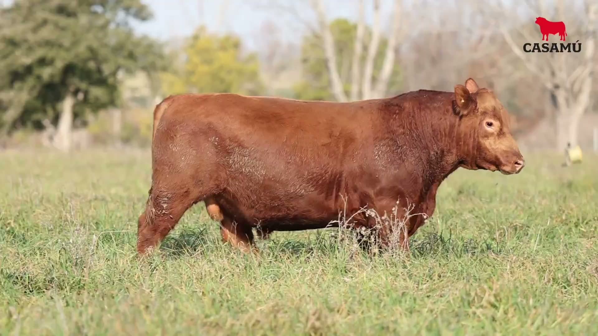 Toro RP 5156 · Lote 15