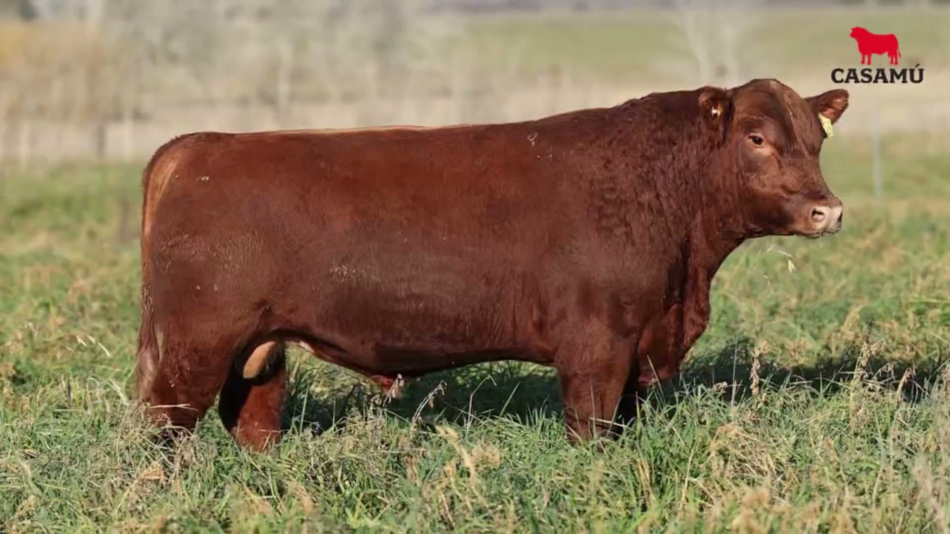 Toro RP 5330 · Lote 45