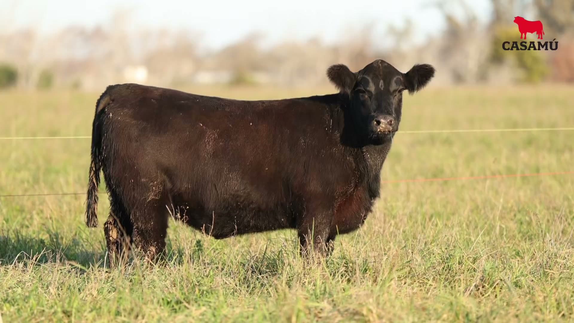Vaquillona RP 5449 · Lote 55