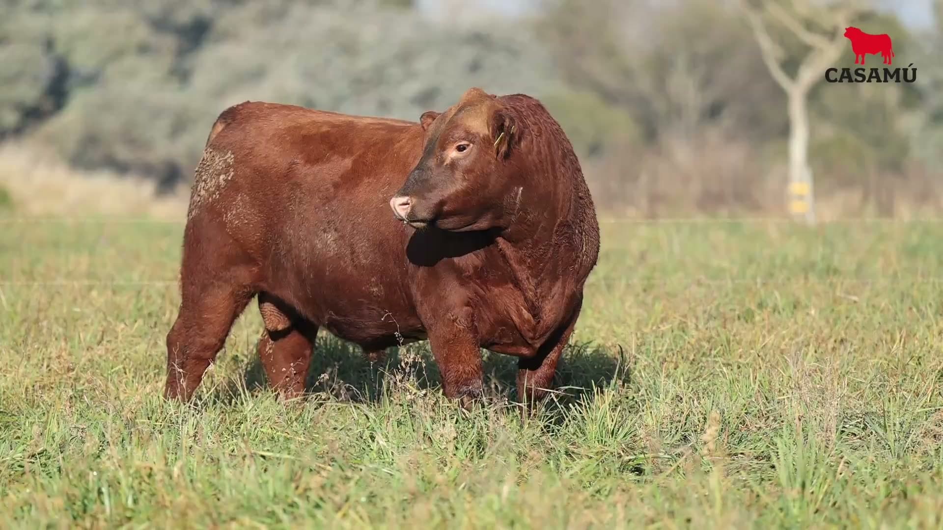 Toro RP 5028 · Lote 27