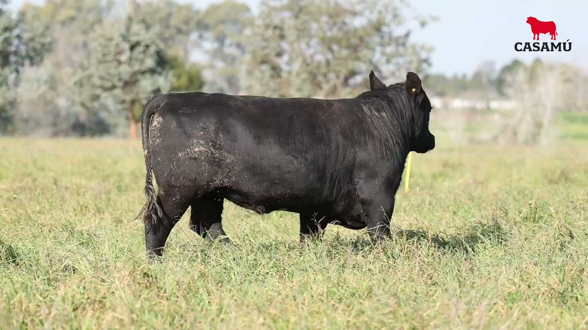 Toro RP 5314 · Lote 44