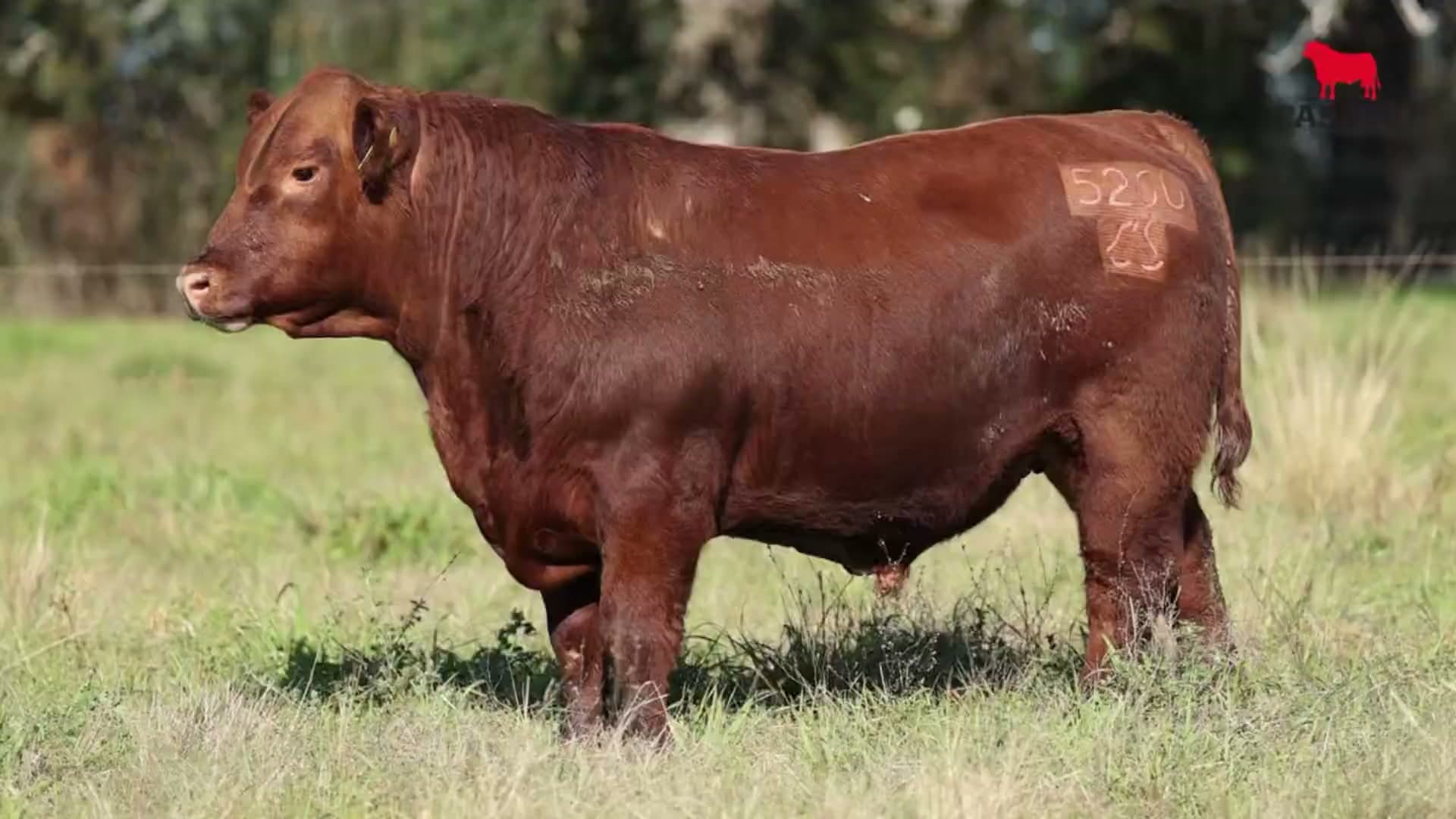 Toro RP 5260 · Lote 13