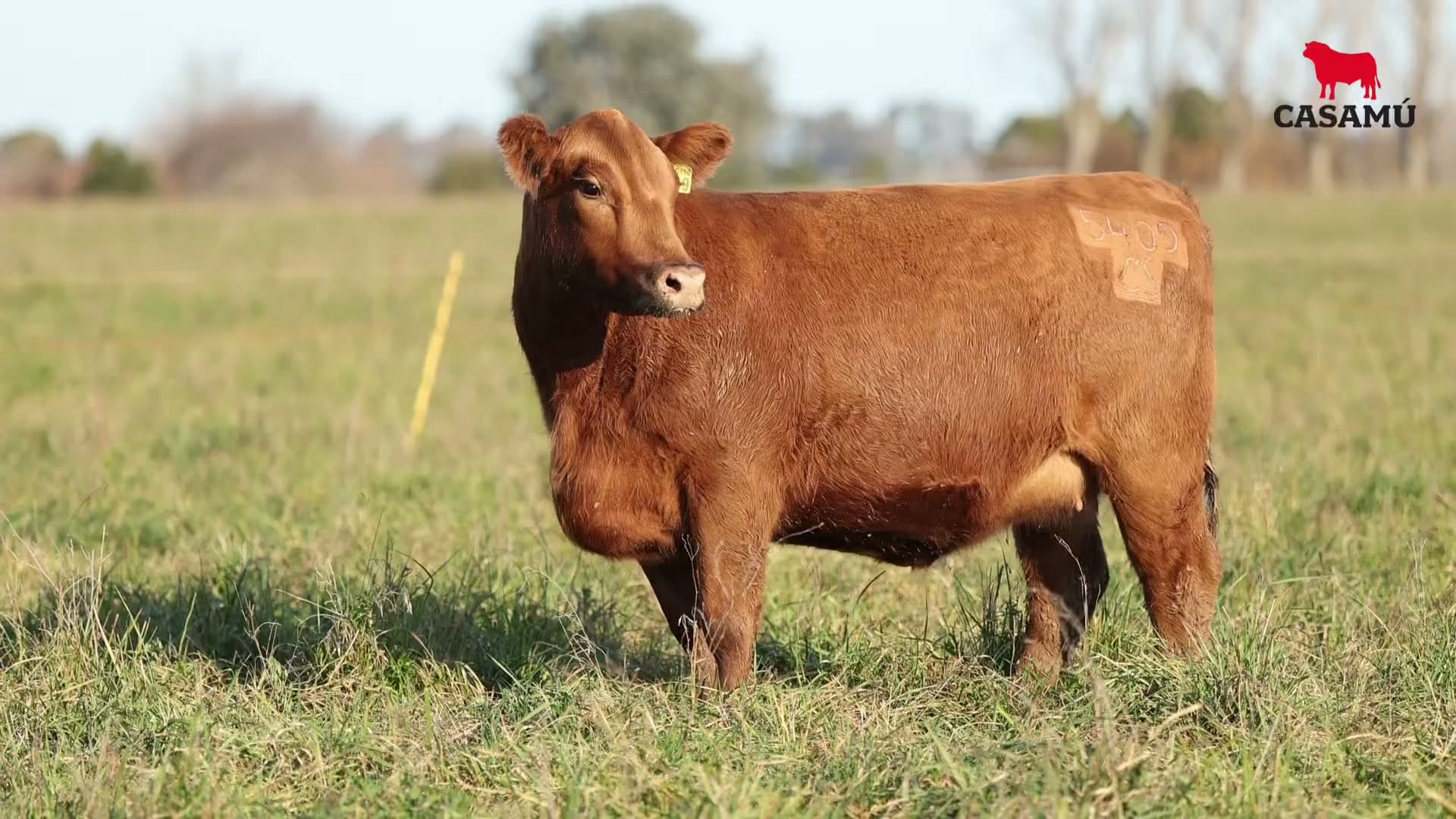 Vaquillona RP 5409 · Lote 58
