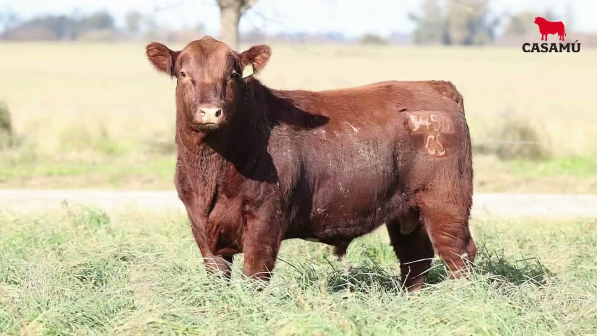 Toro RP 5456 · Lote 45