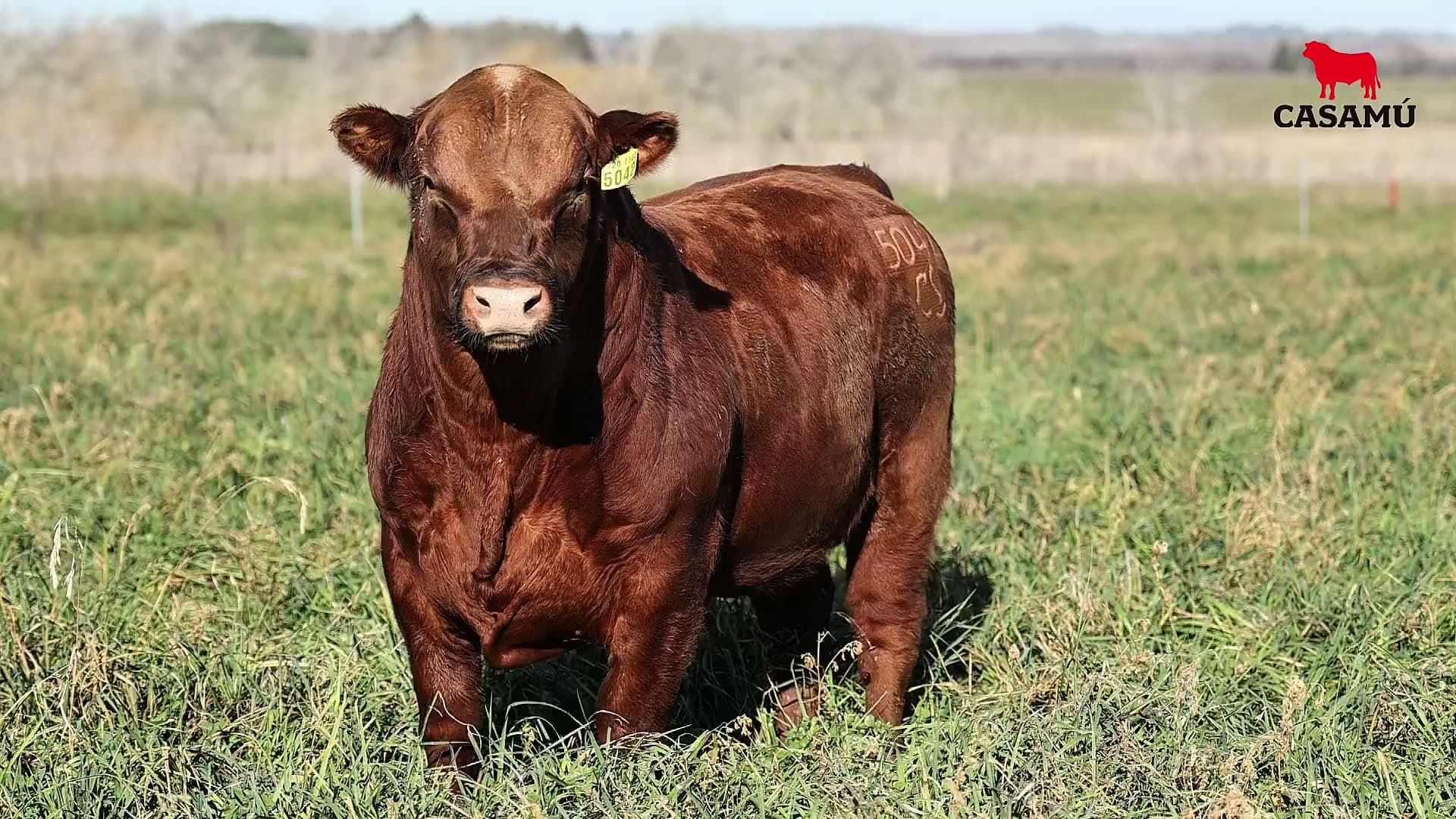 Toro RP 5042 · Lote 34