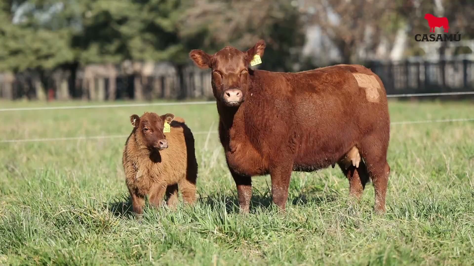Vaca RP G531 · Lote 63